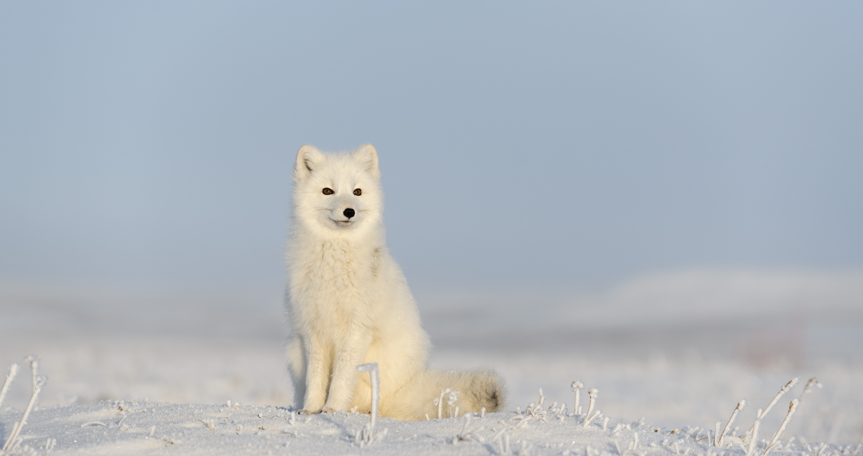 Arctic Fox&nbsp;