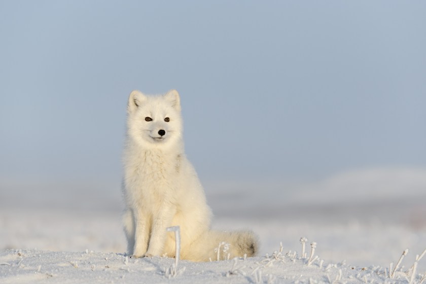 Arctic Fox