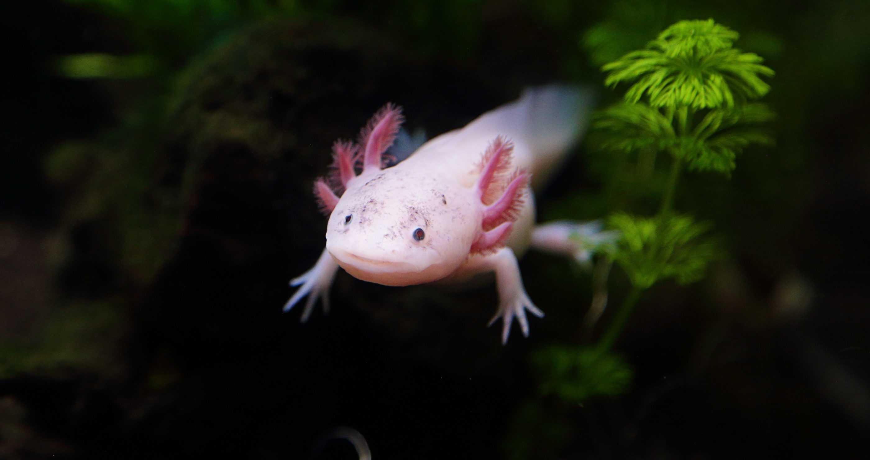 Axolotl