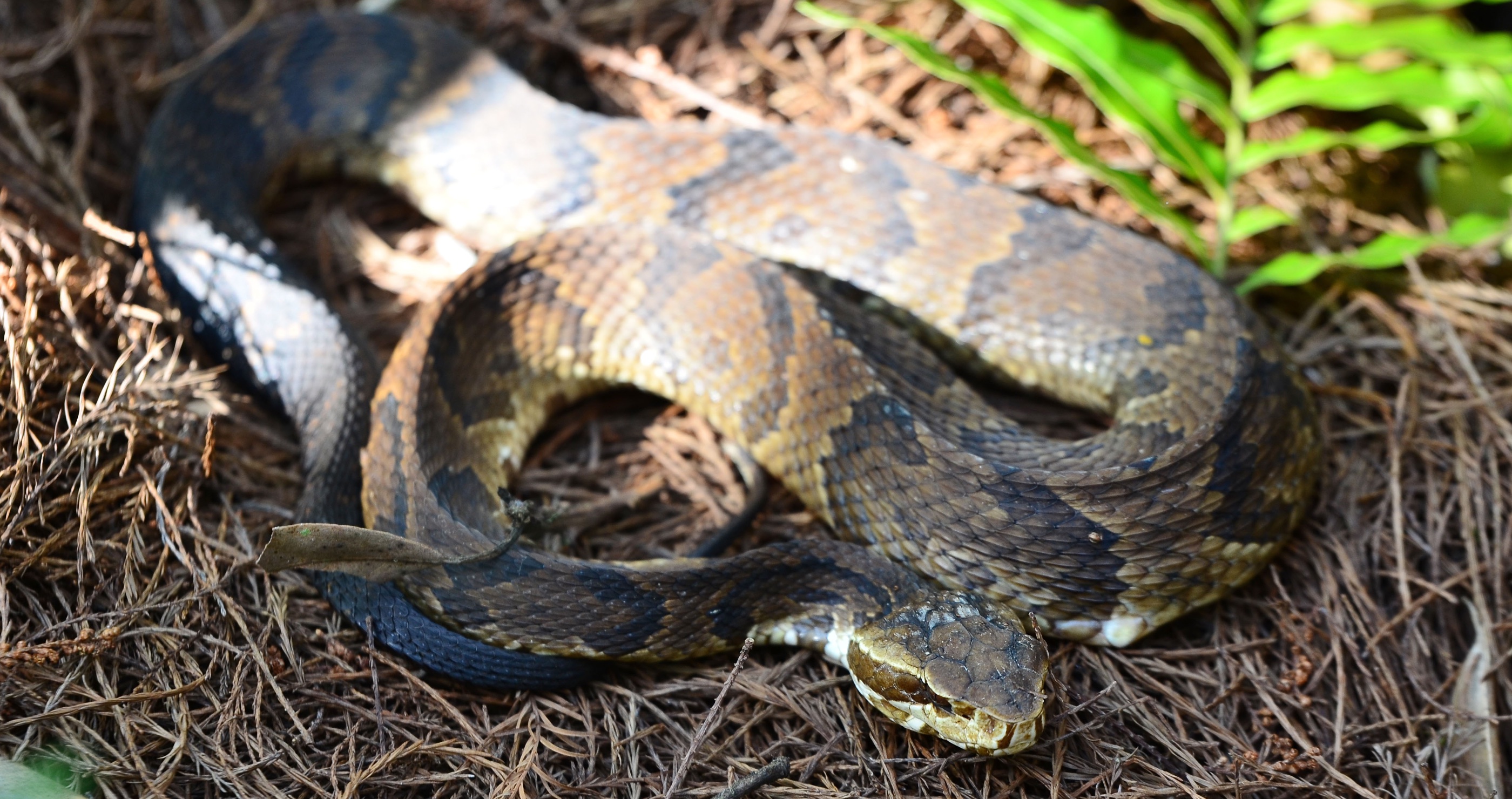 Deadliest animals in Florida cottonmouth snake