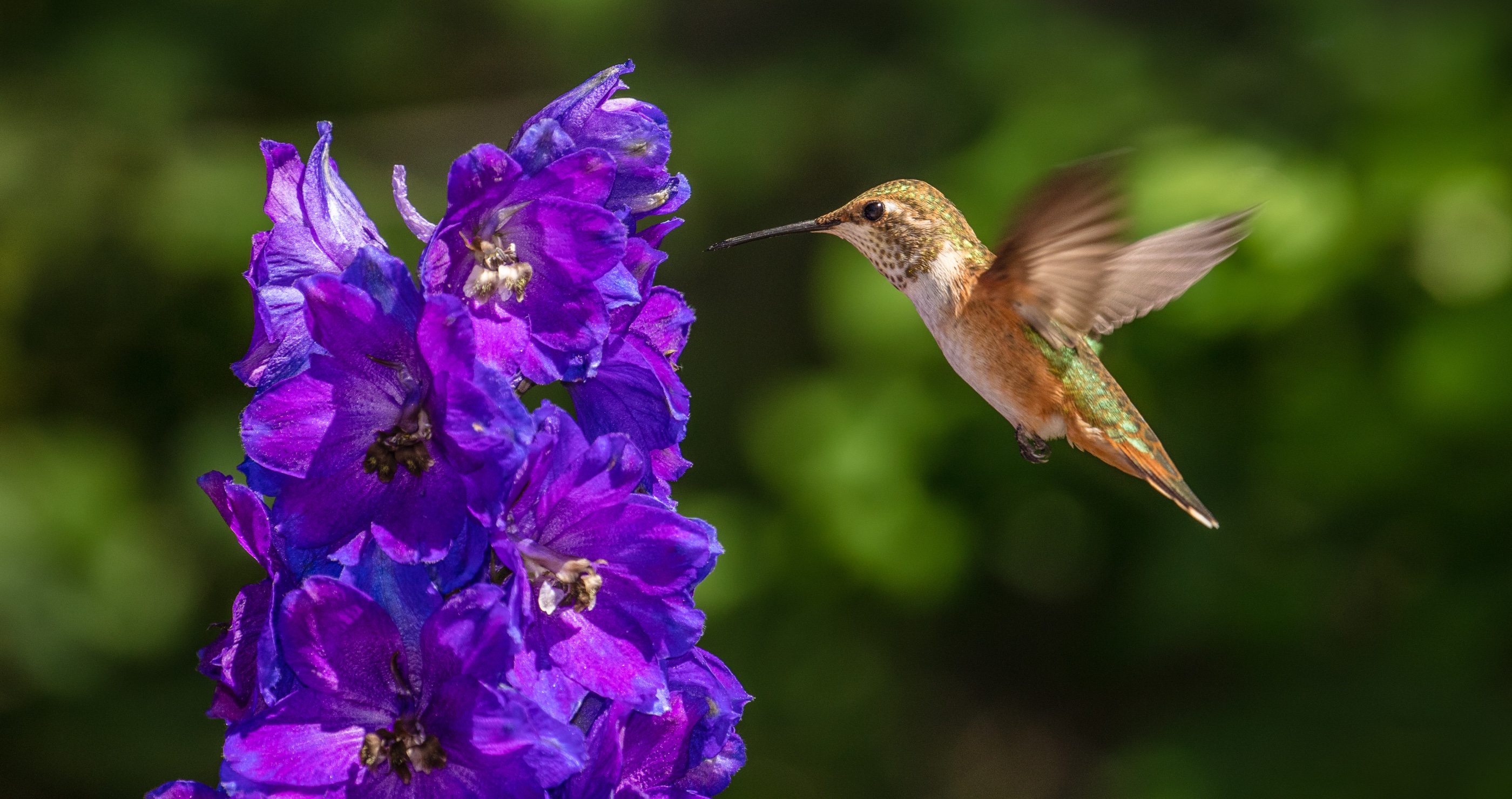 Delphinium and hummingbird