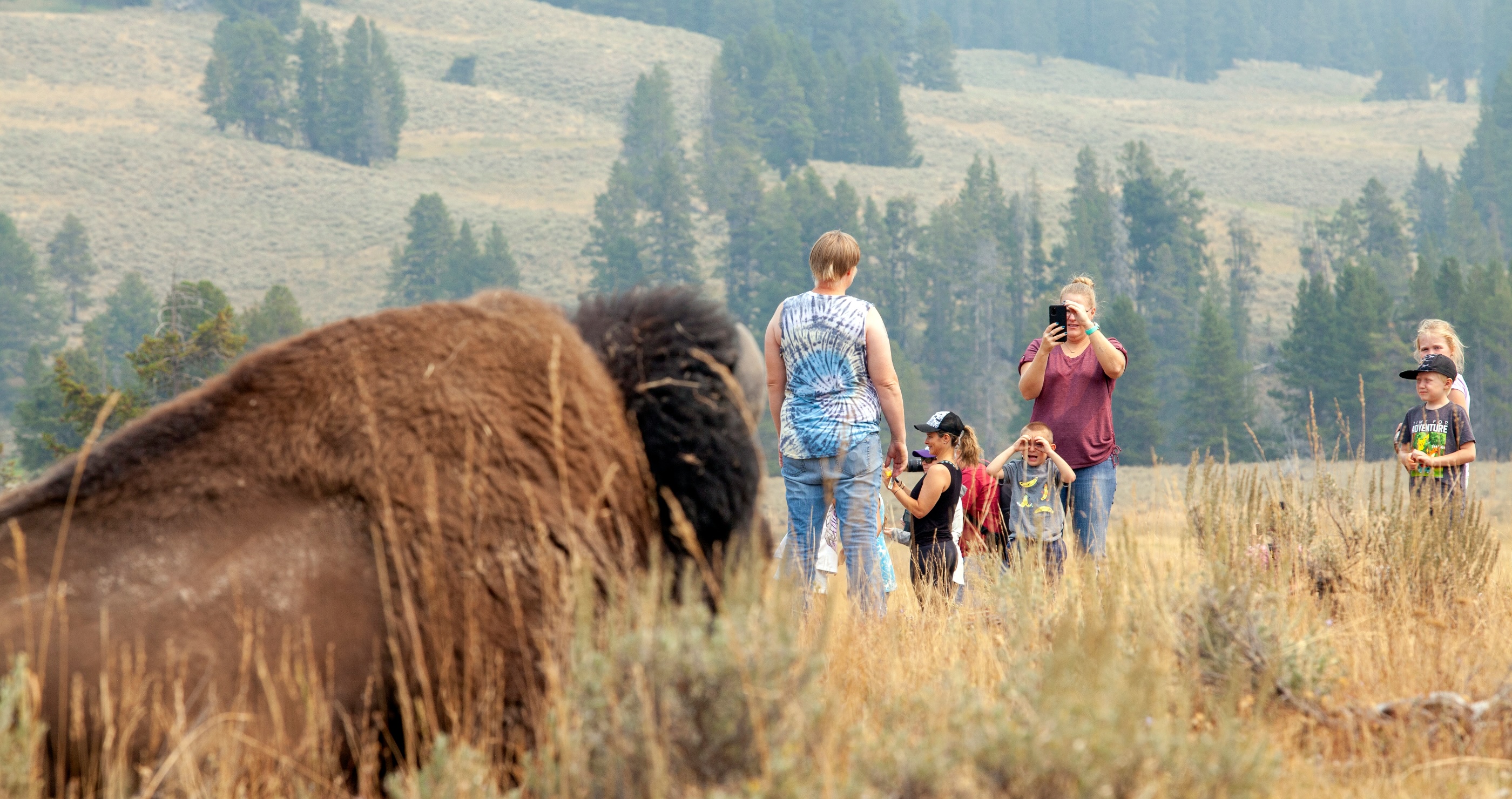 Bison Gorings and why they are happening