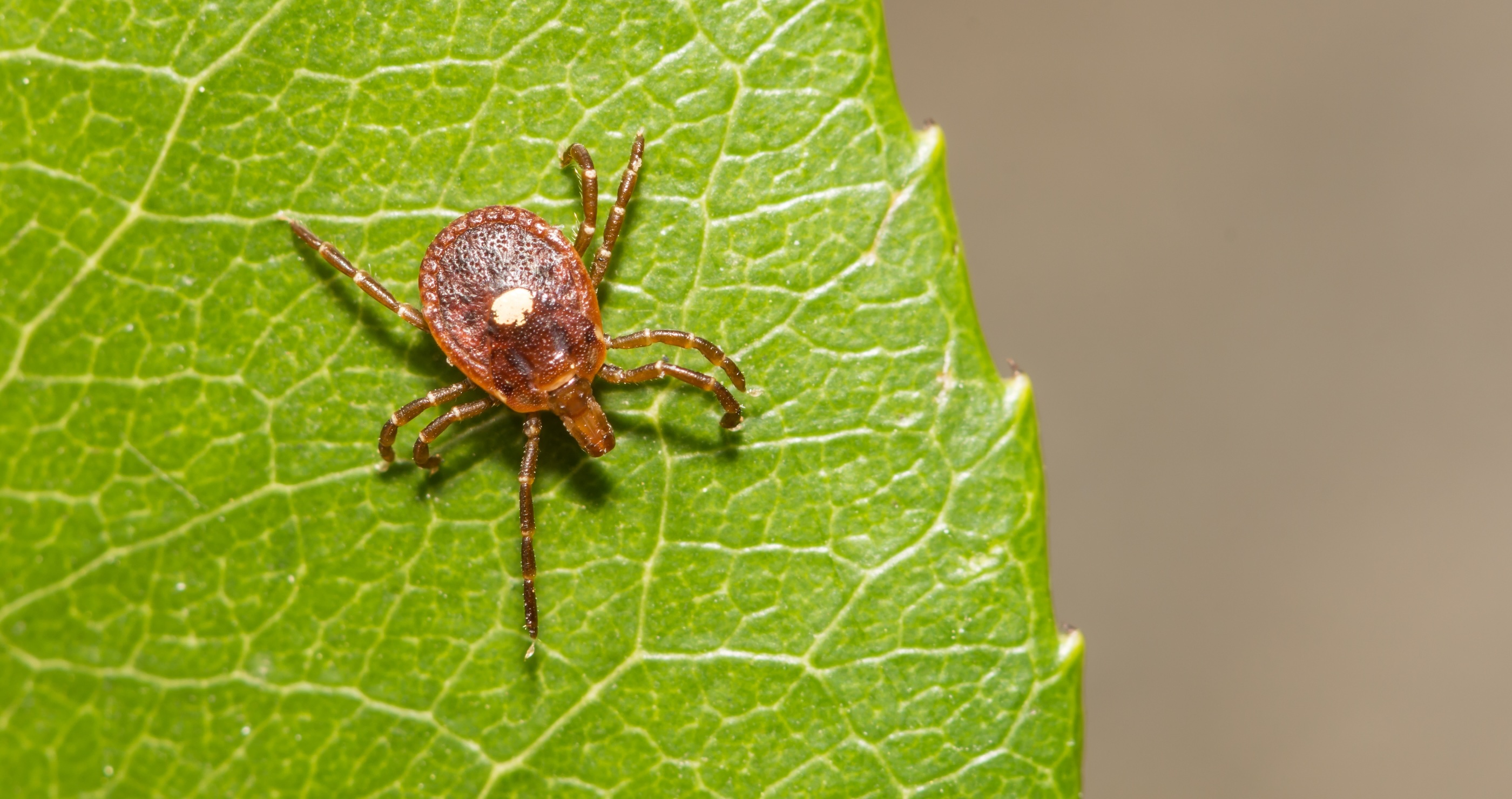 Develop An Allergy To Red Meat If You Live In The Suburbs  Because of Lone Star Tick