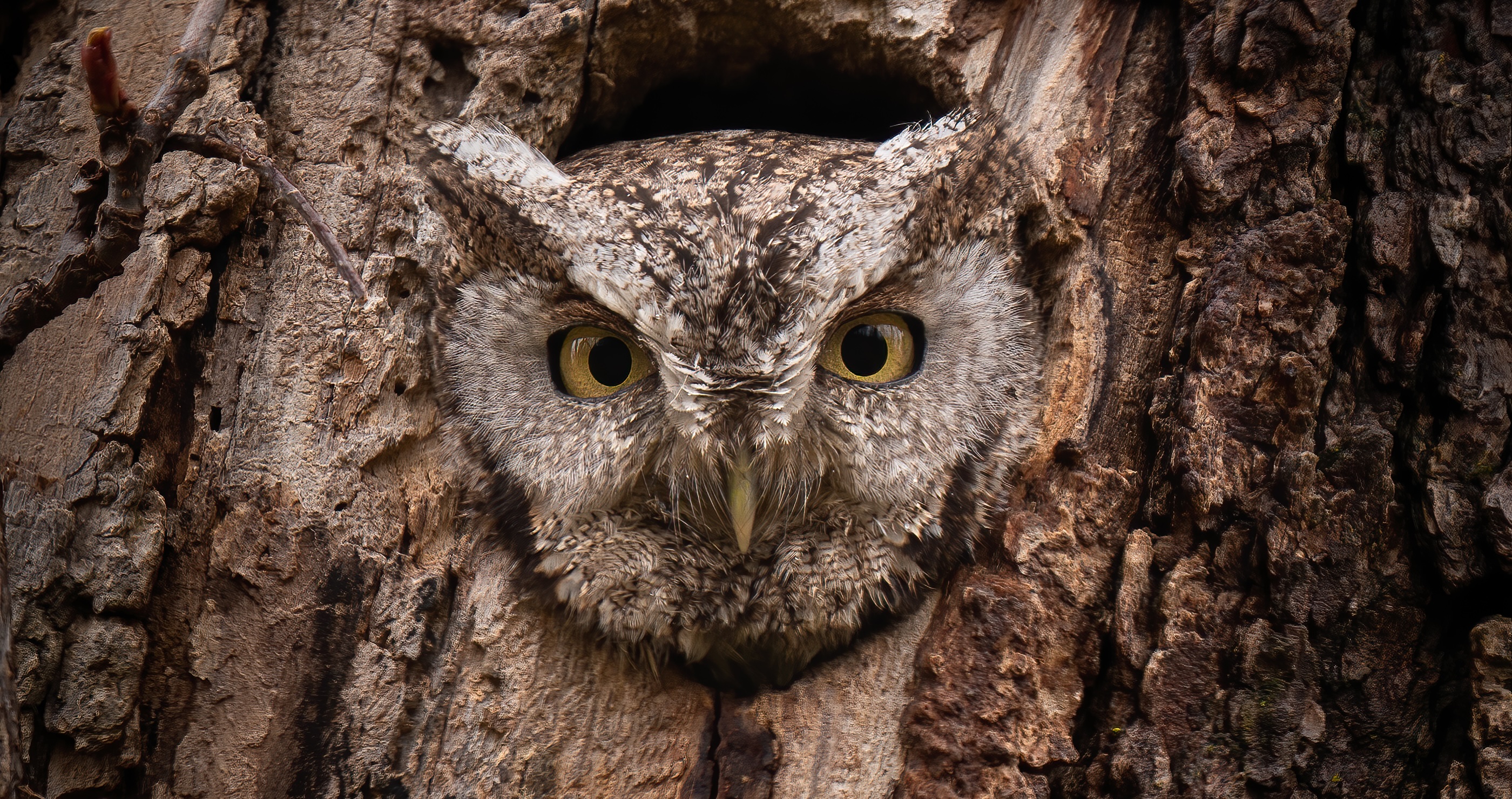 Eastern Screech Owl&nbsp;incredible animals that are rarely seen by human eyes