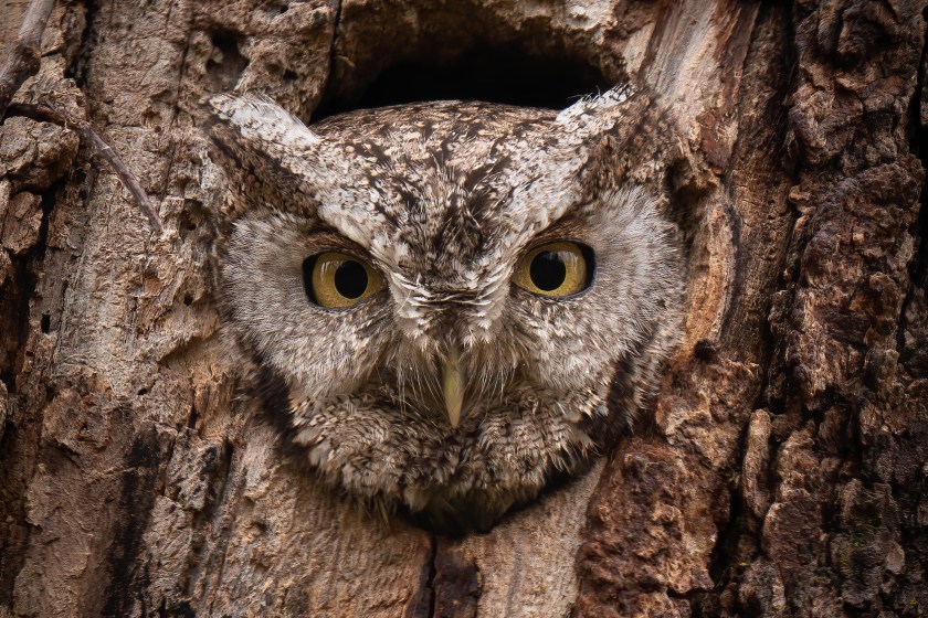 Eastern Screech Owl incredible animals that are rarely seen by human eyes