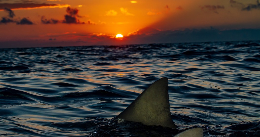 Endurance Athlete Completes Epic Swim For Benefit Of Sharks