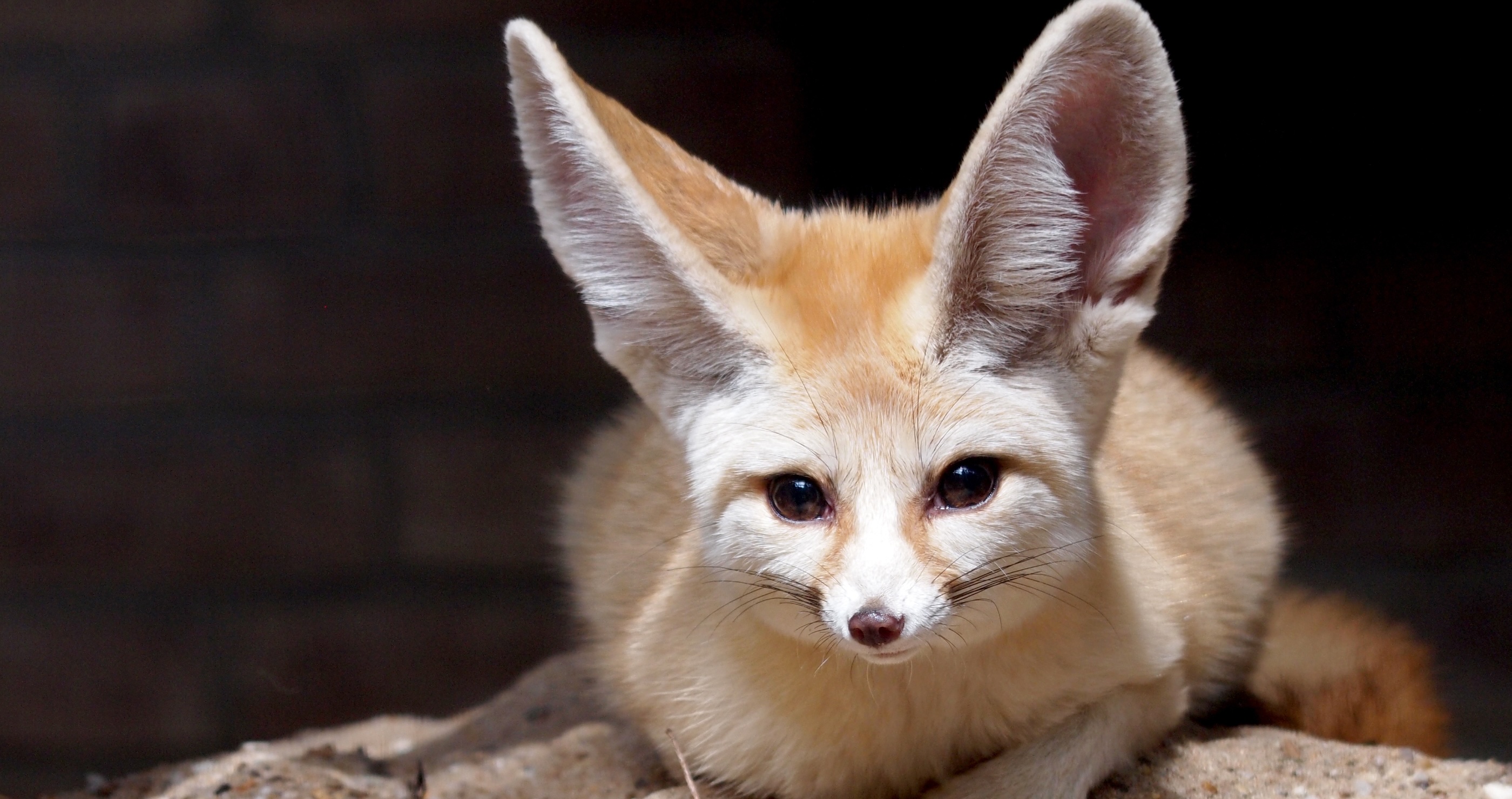 Fennec Fox&nbsp;