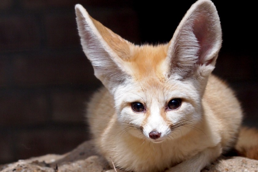 Fennec Fox