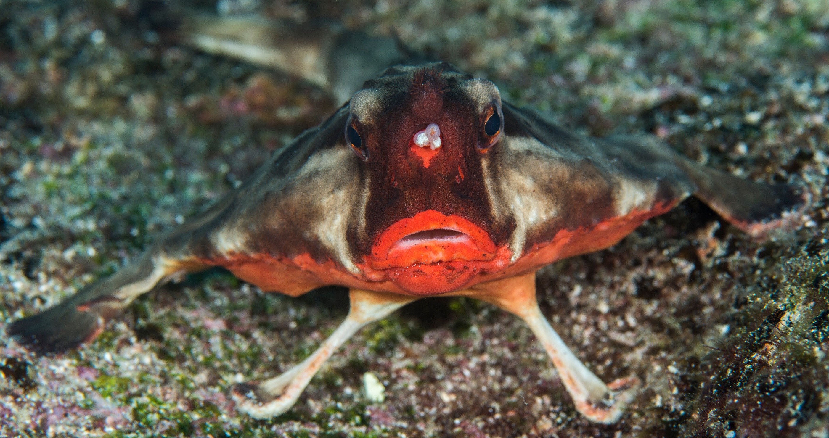 Galapagos Batfish&nbsp;