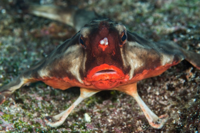 Galapagos Batfish