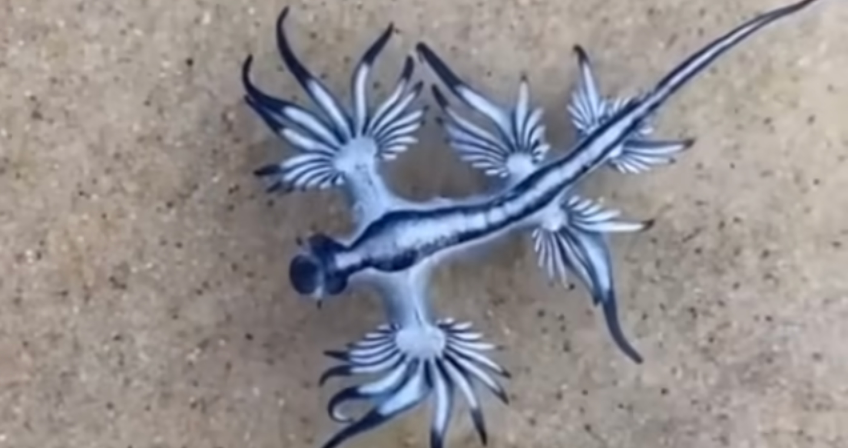 Glaucus Atlantics&nbsp;