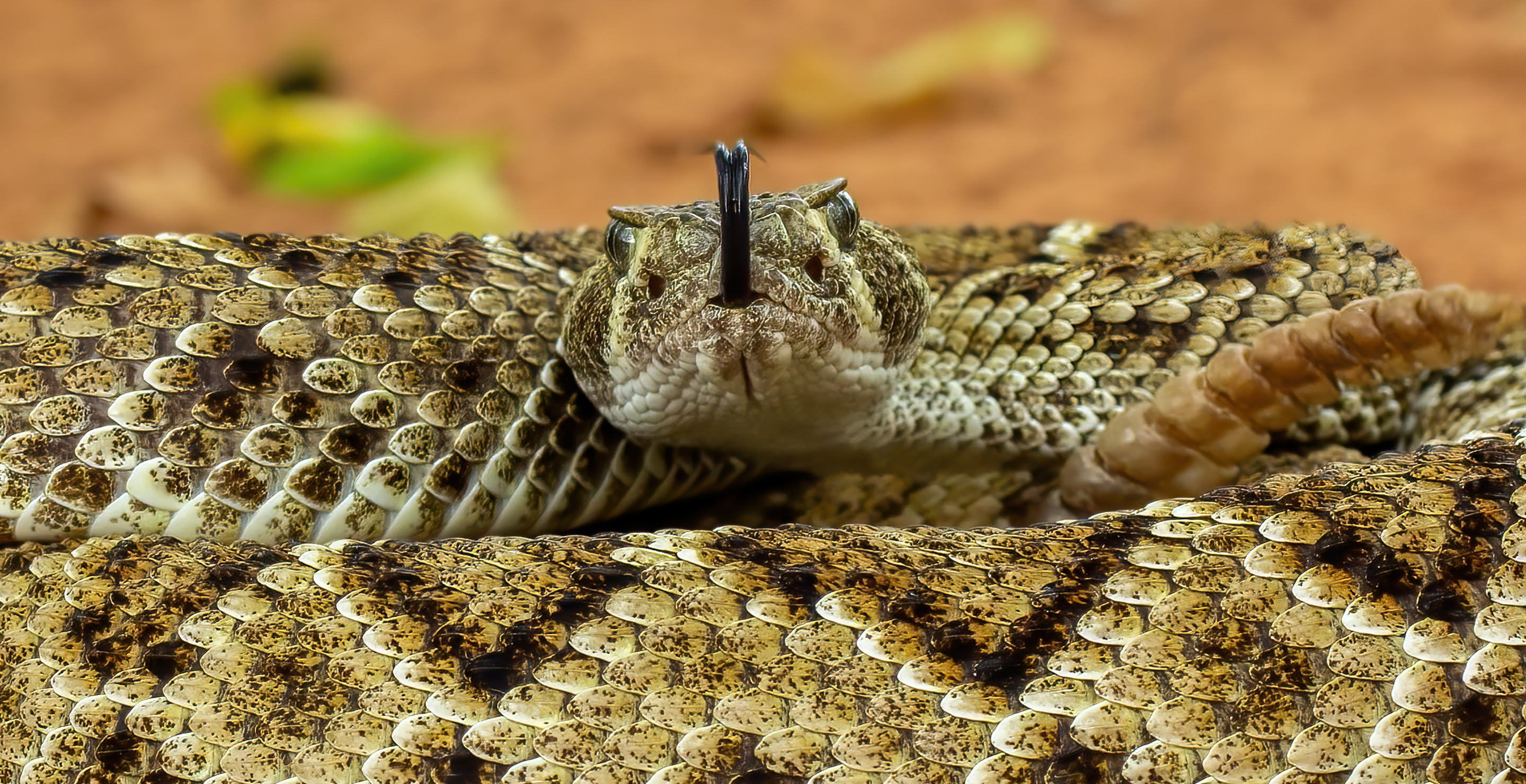 Horrific Side Effects Woman Experienced After Getting Rattlesnake Bit