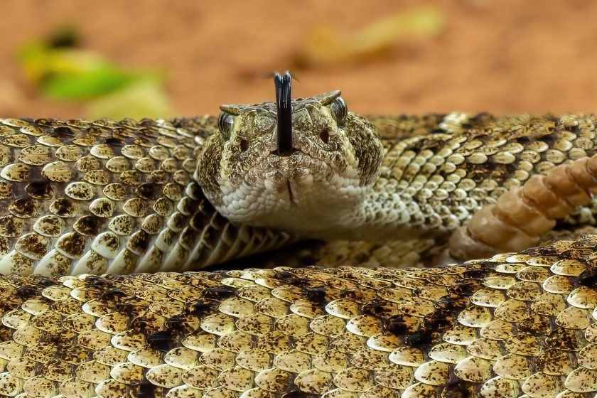 Horrific Side Effects Woman Experienced After Getting Rattlesnake Bit