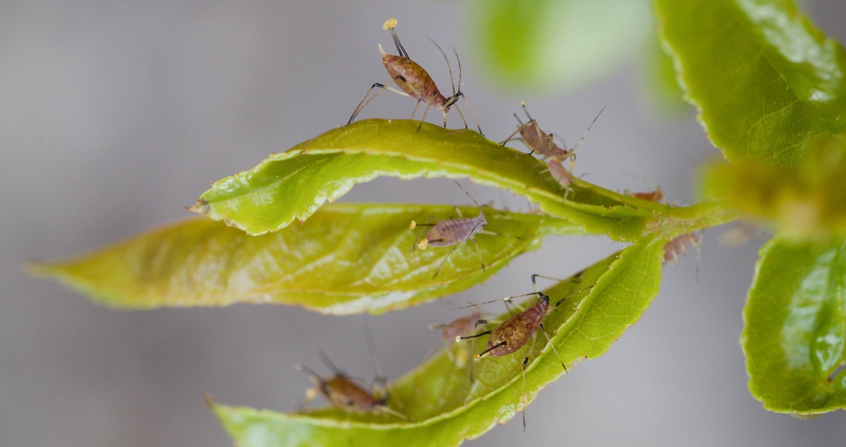 How To Naturally Rid Your Garden Of These 4 Common Pests