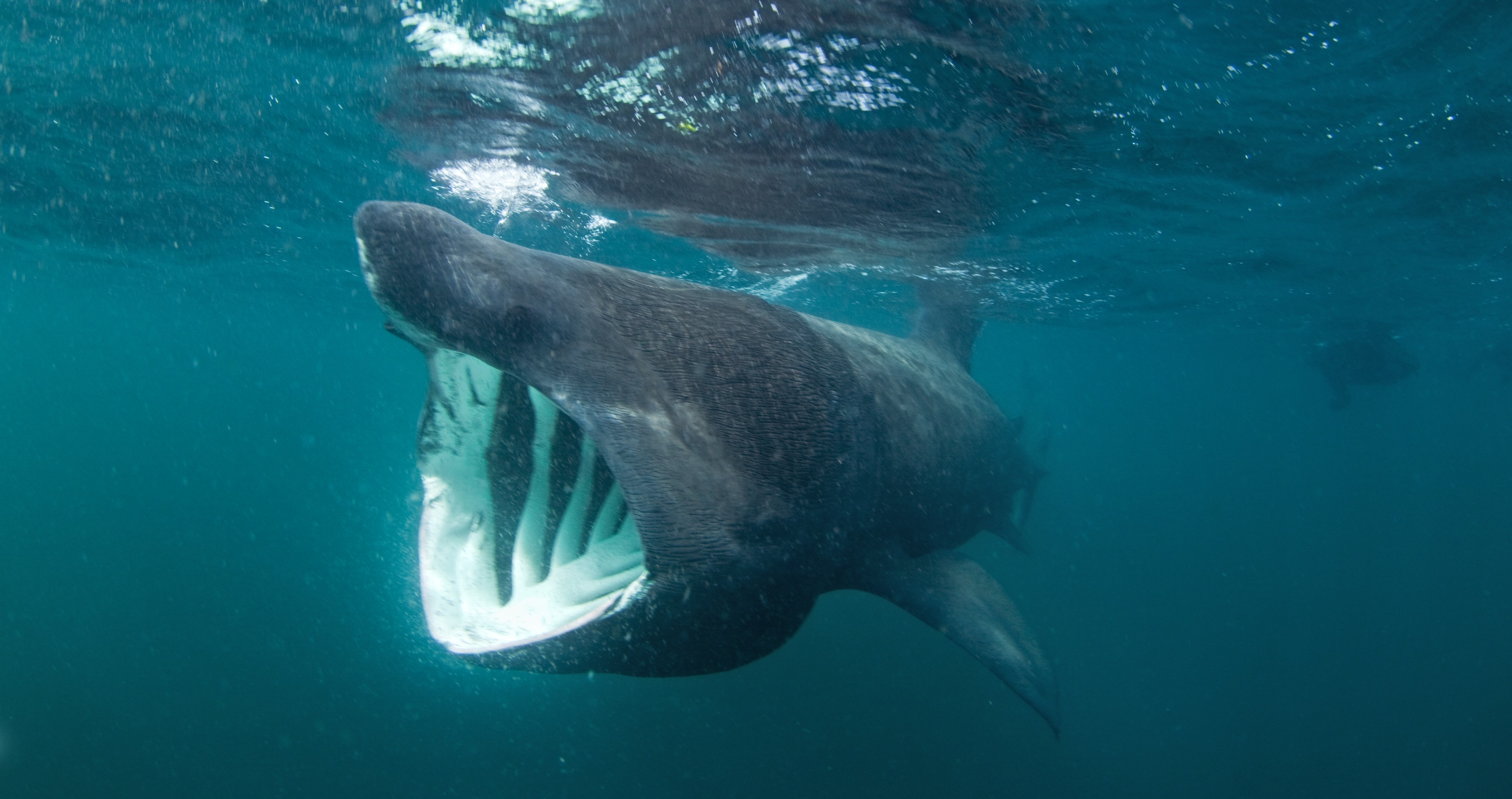 Is Jaws Making A Comeback? Massive 20-Foot Shark Appears In Rhode Island