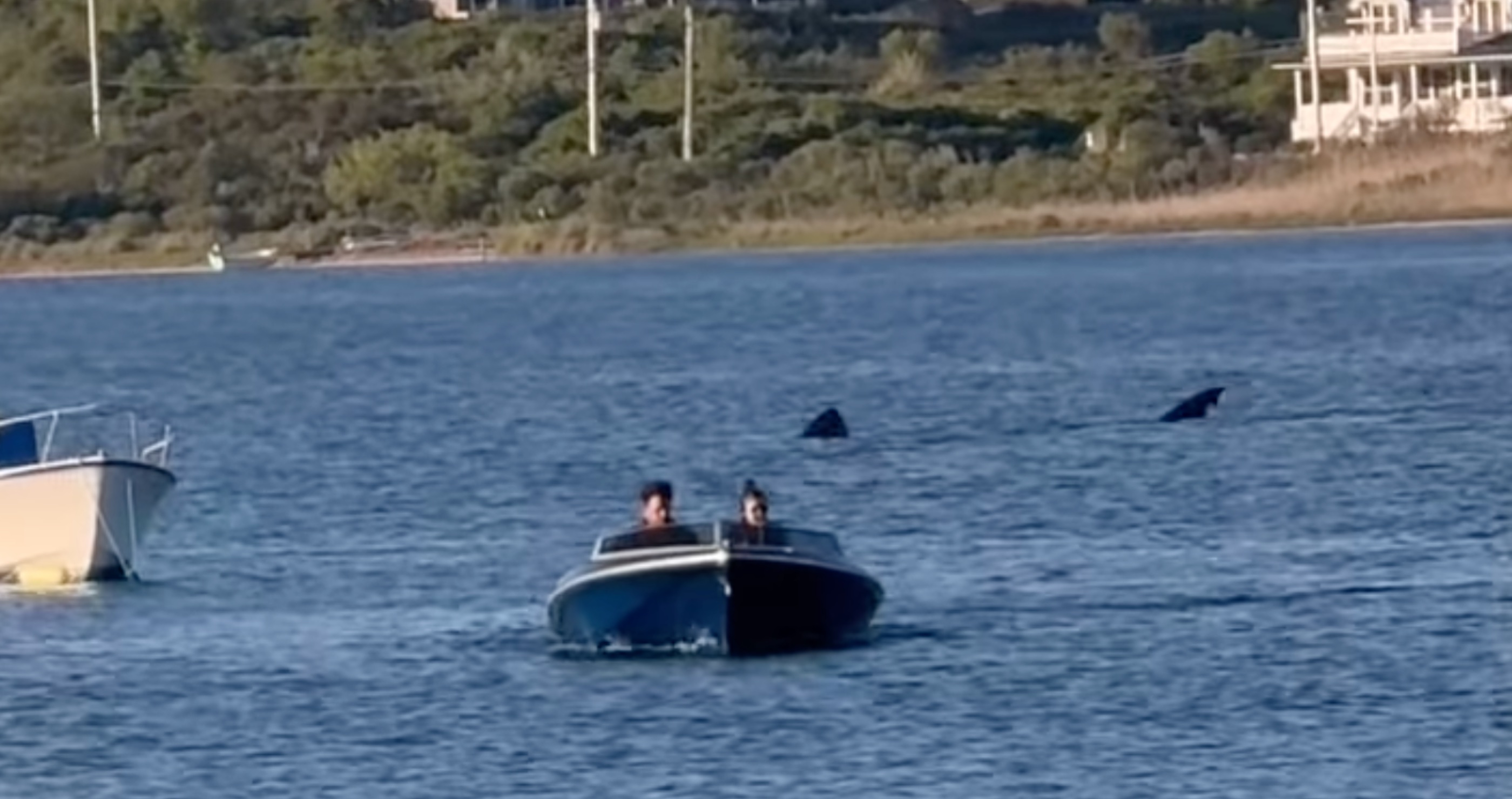 Is Jaws Making A Comeback? Massive 20-Foot Shark Appears In Rhode Island