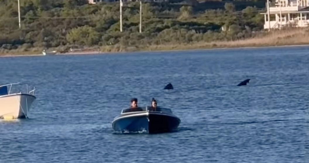 Is Jaws Making A Comeback? Massive 20-Foot Shark Appears In Rhode Island
