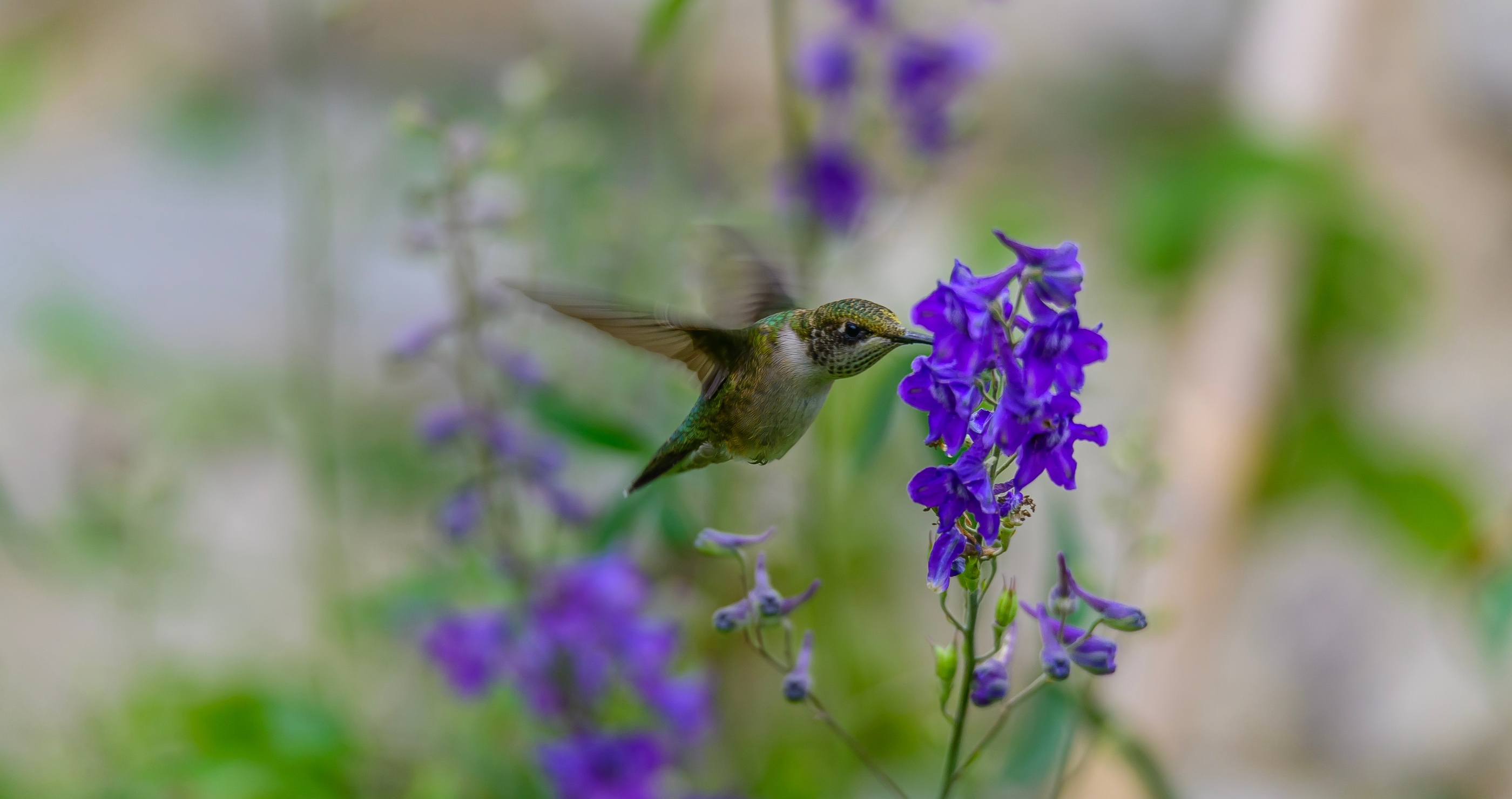 Larkspur and hummingbird