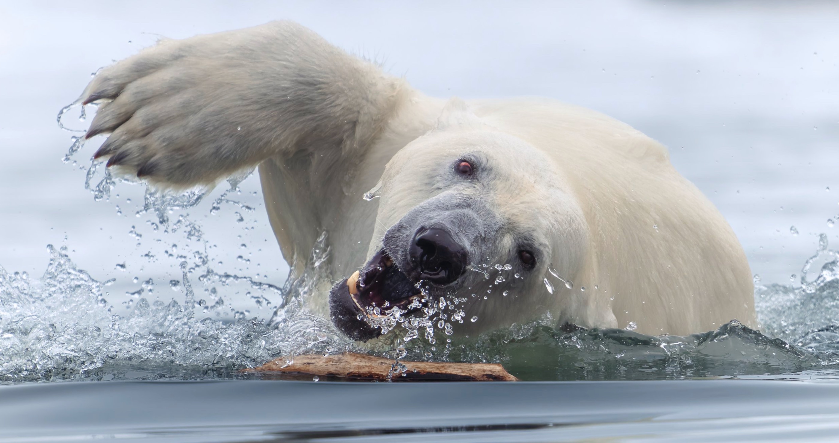 Most Incredible Wildlife Photos Epic Polar Bear Shot Gold
