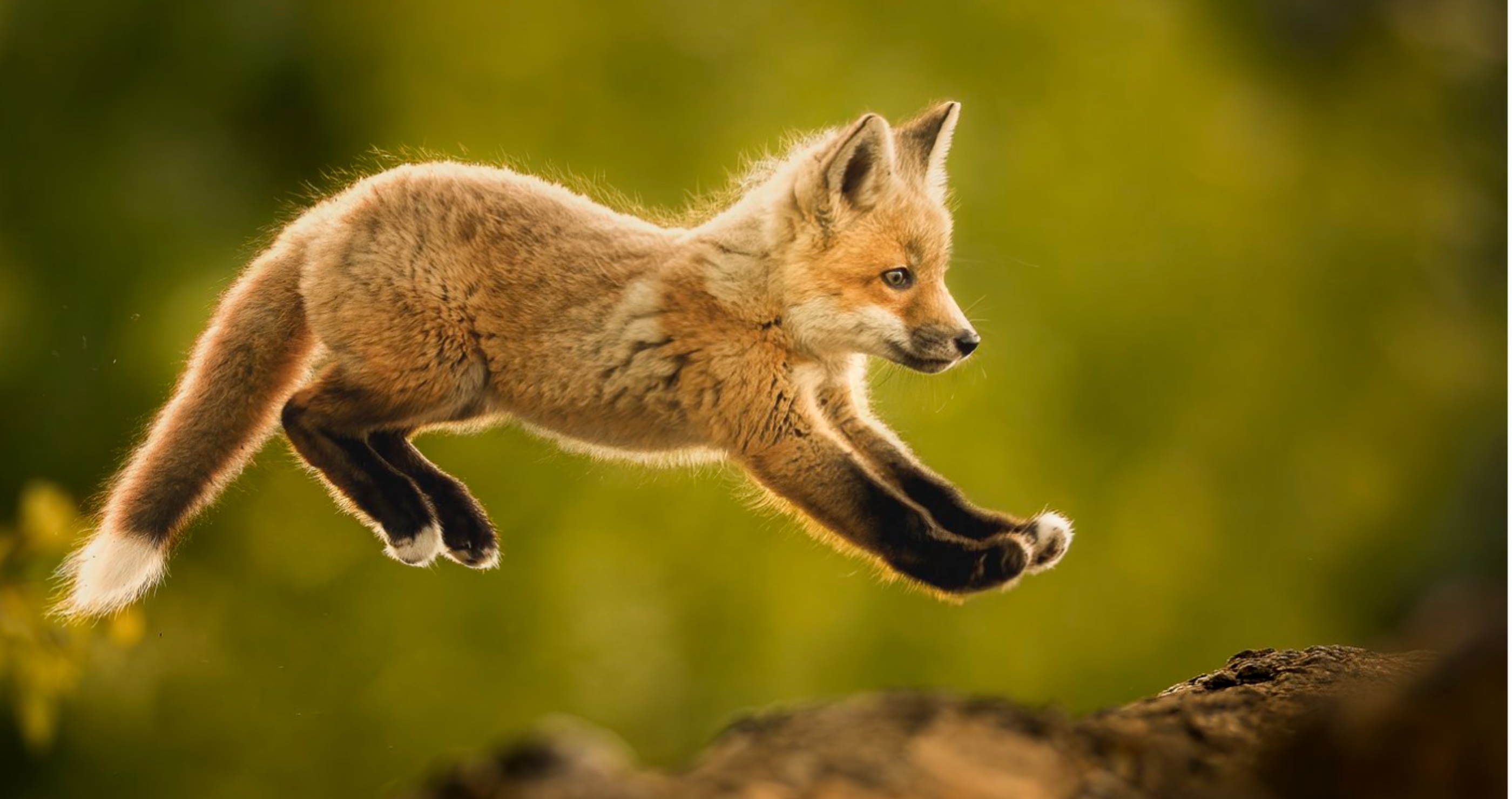 Most Incredible Wildlife Photos FOx