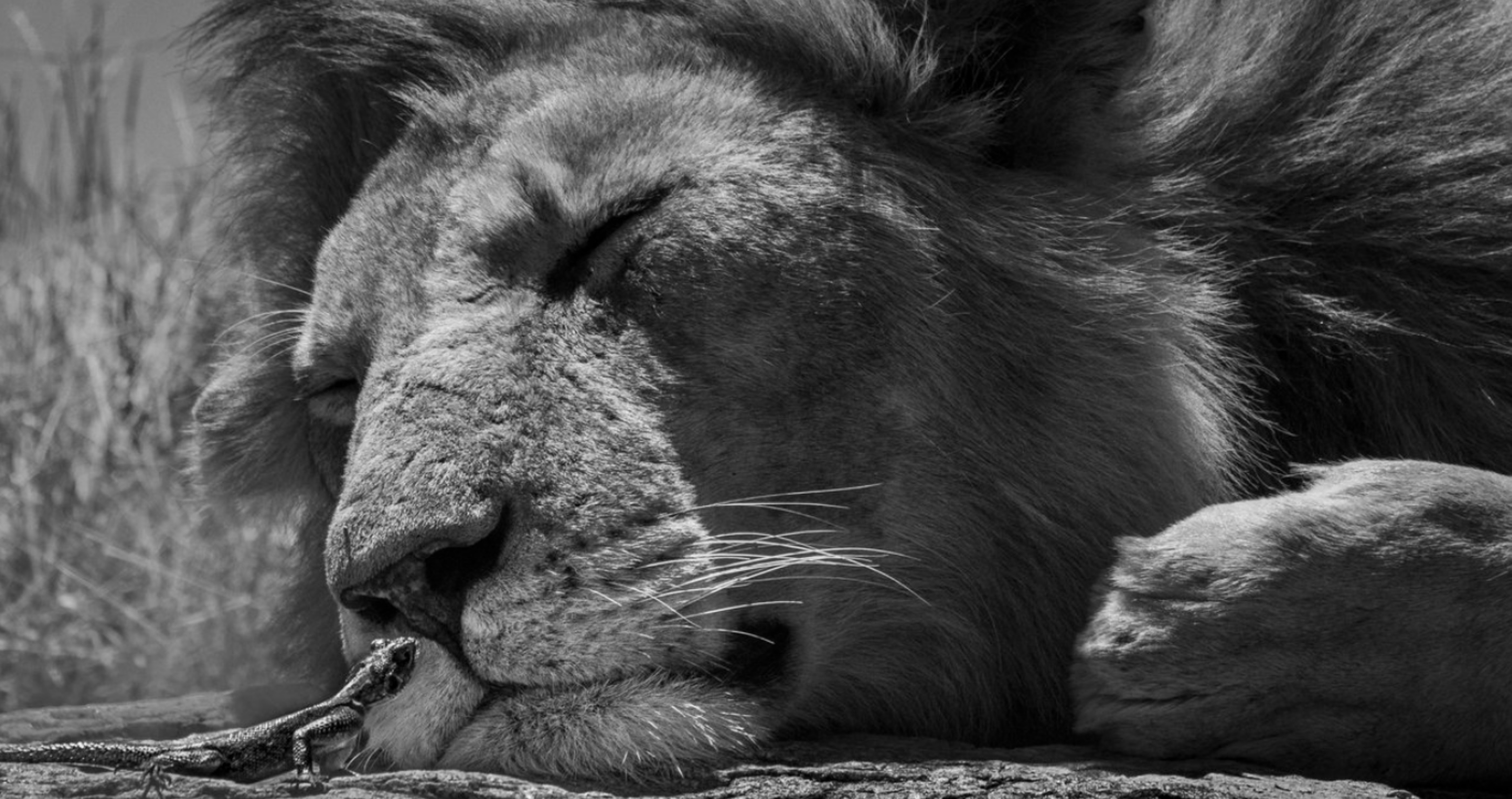 Most Incredible Wildlife Photos Lion