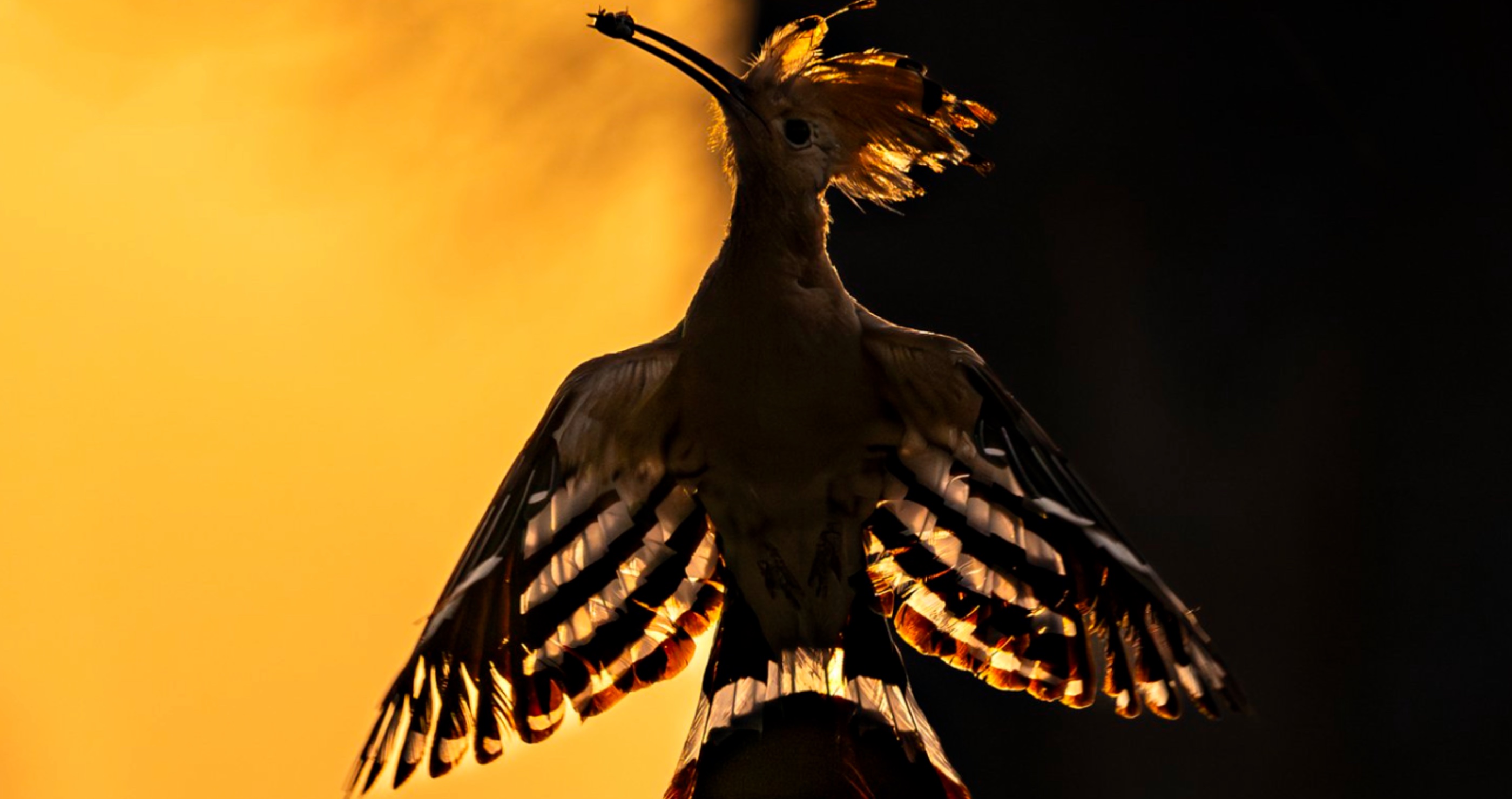 Most Incredible Wildlife Photos bird