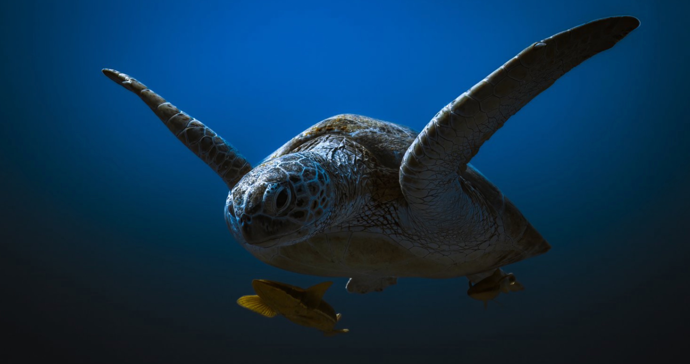 Most Incredible Wildlife Photos sea turtle
