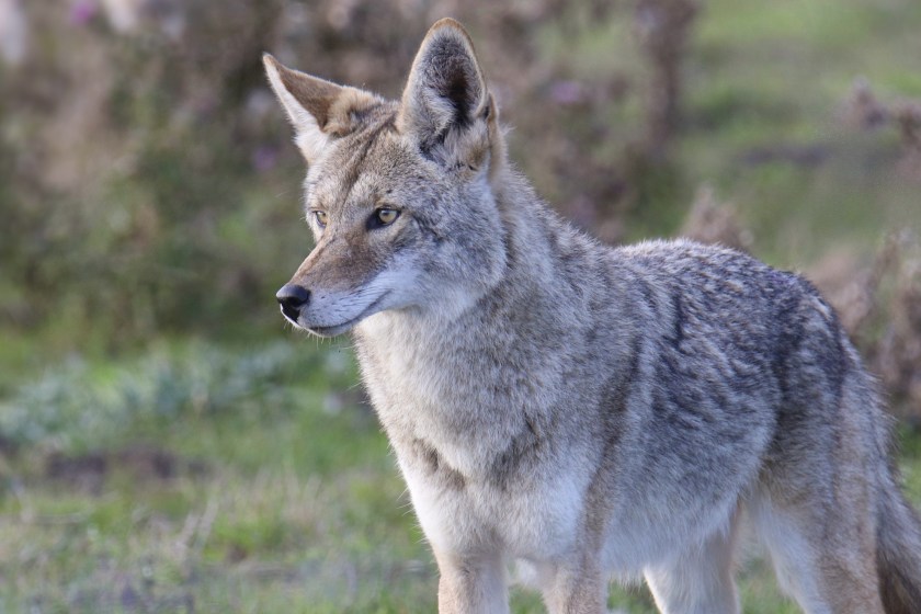 North Carolina Man Wrestles Coyote With His Bare Hands After It Attacks Him