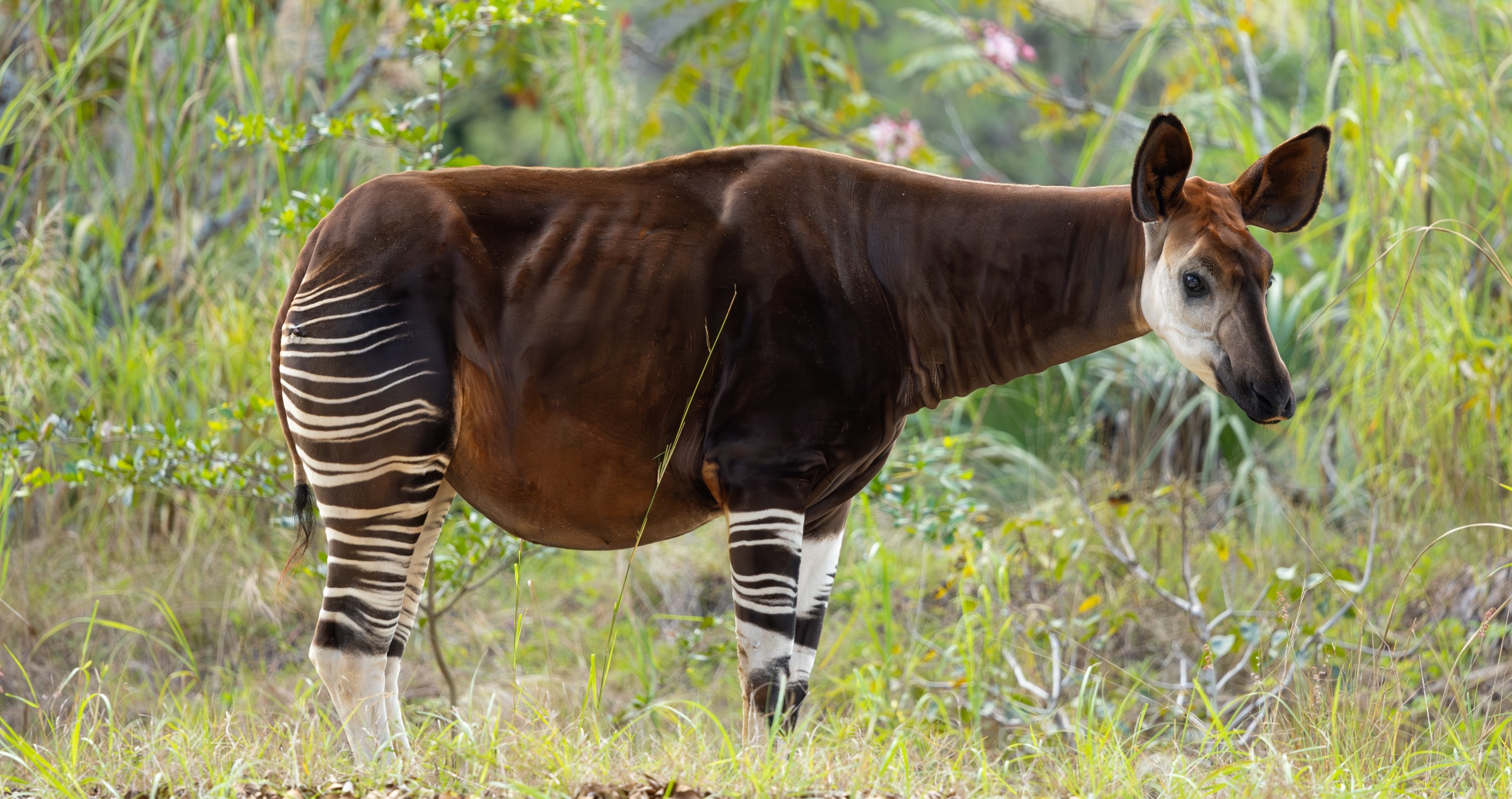 Okapi