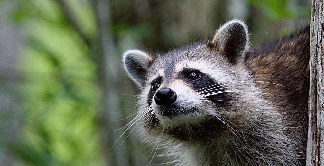 Patti LuPone Devastated After Raccoons Attack Killed Her Entire Flock Of Chickens Except For 3