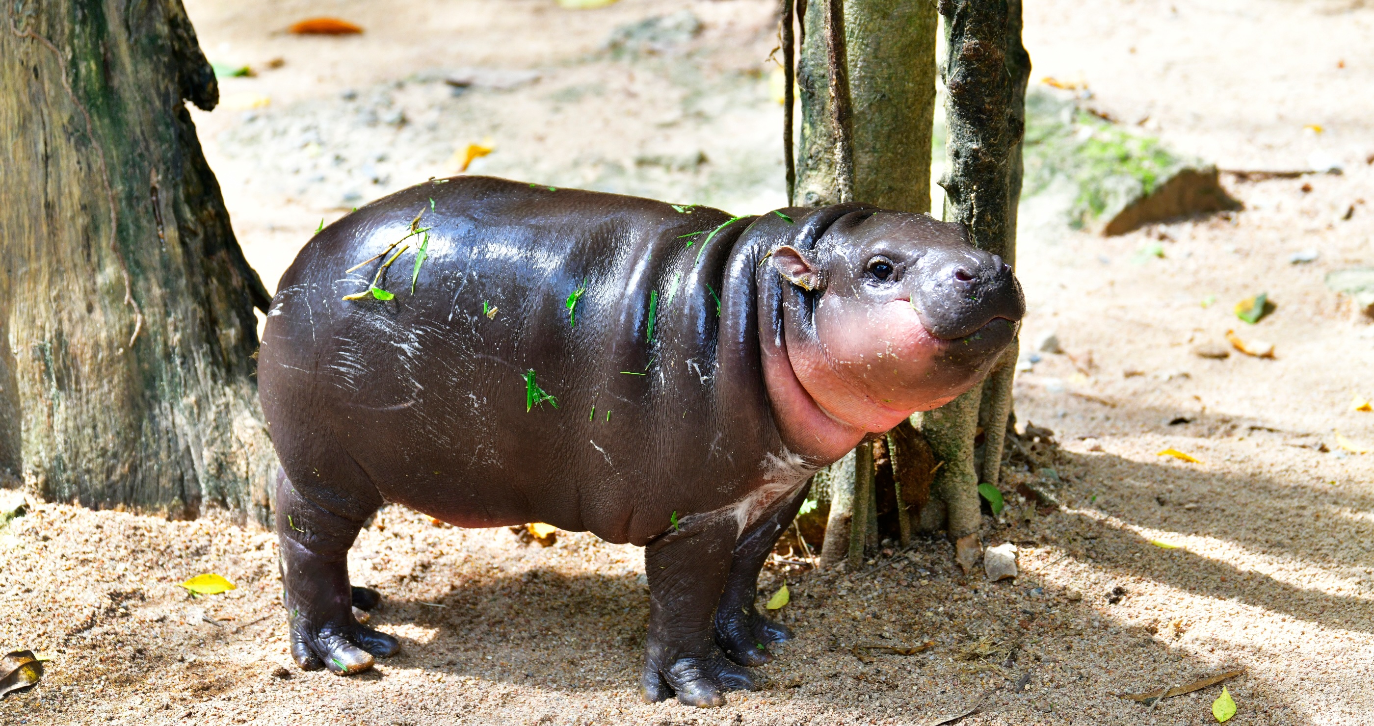 Pygmy Hippopotamus&nbsp;
