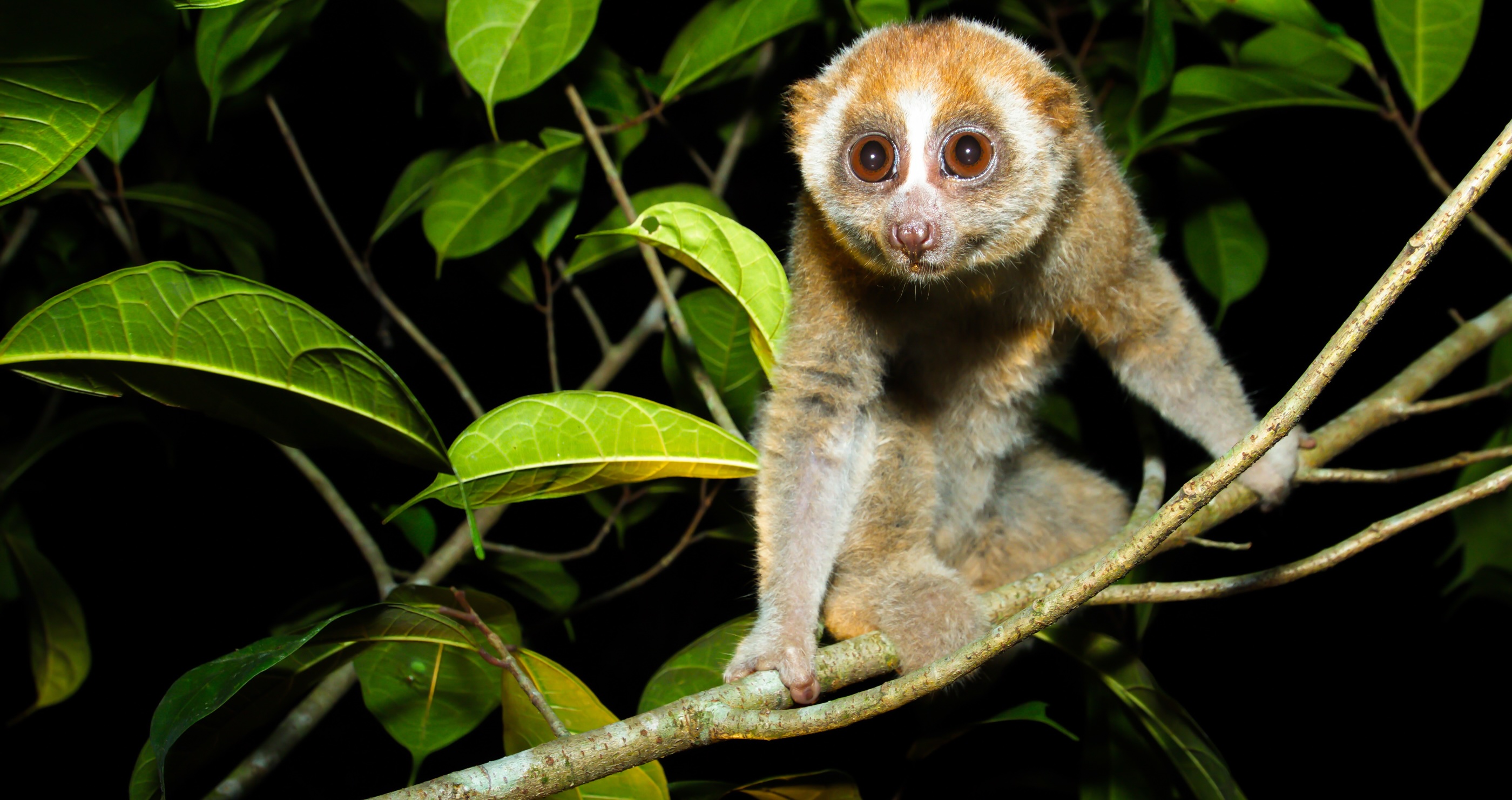 Pygmy Slow Loris&nbsp;incredible animals that are almost never seen by humans
