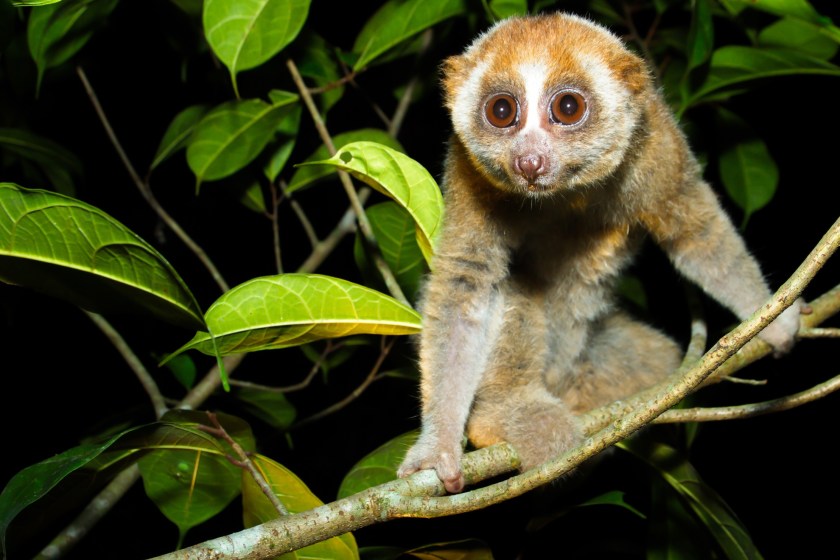 Pygmy Slow Loris incredible animals that are almost never seen by humans