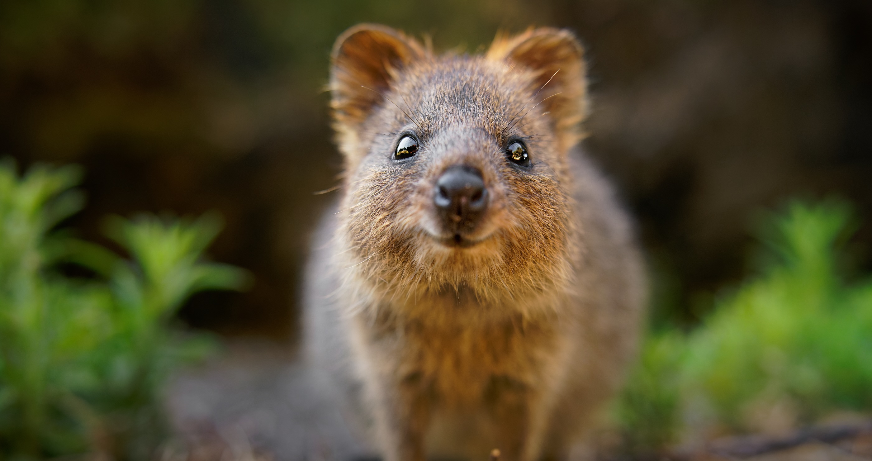Quokka