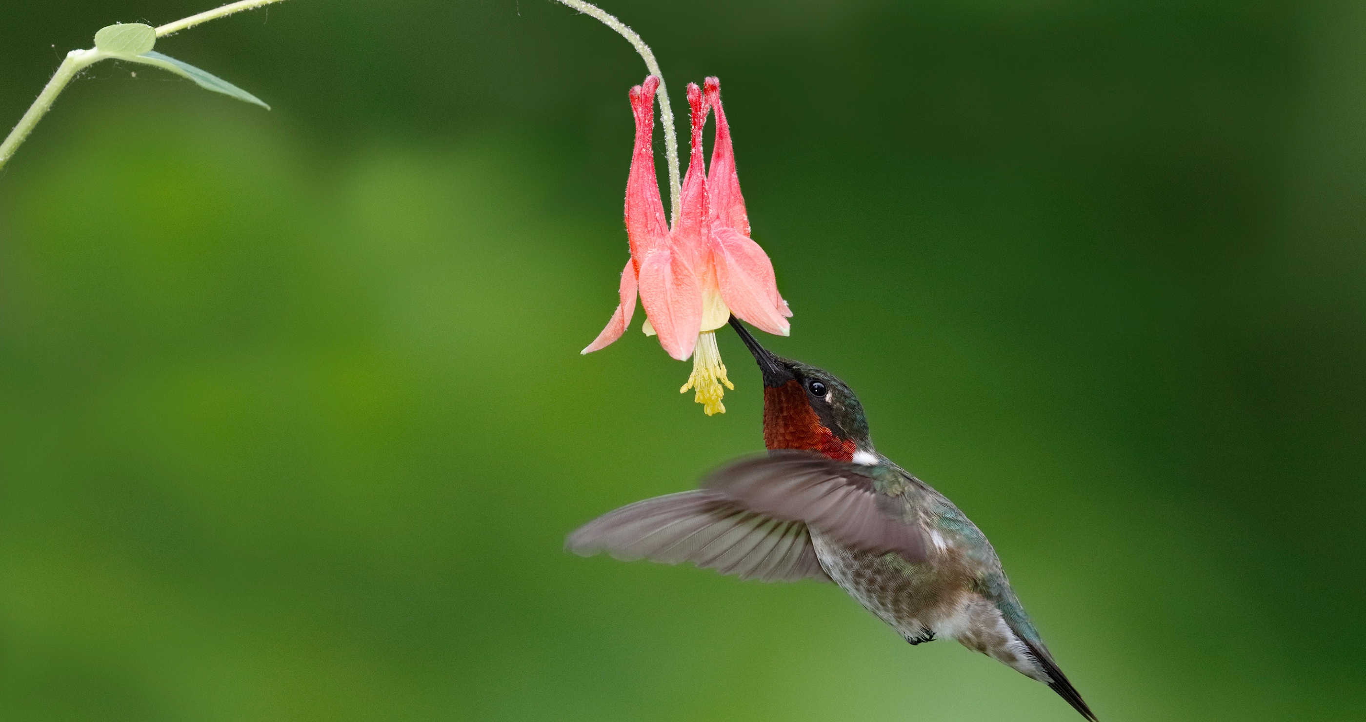 Red Columbine flower and hummingbird