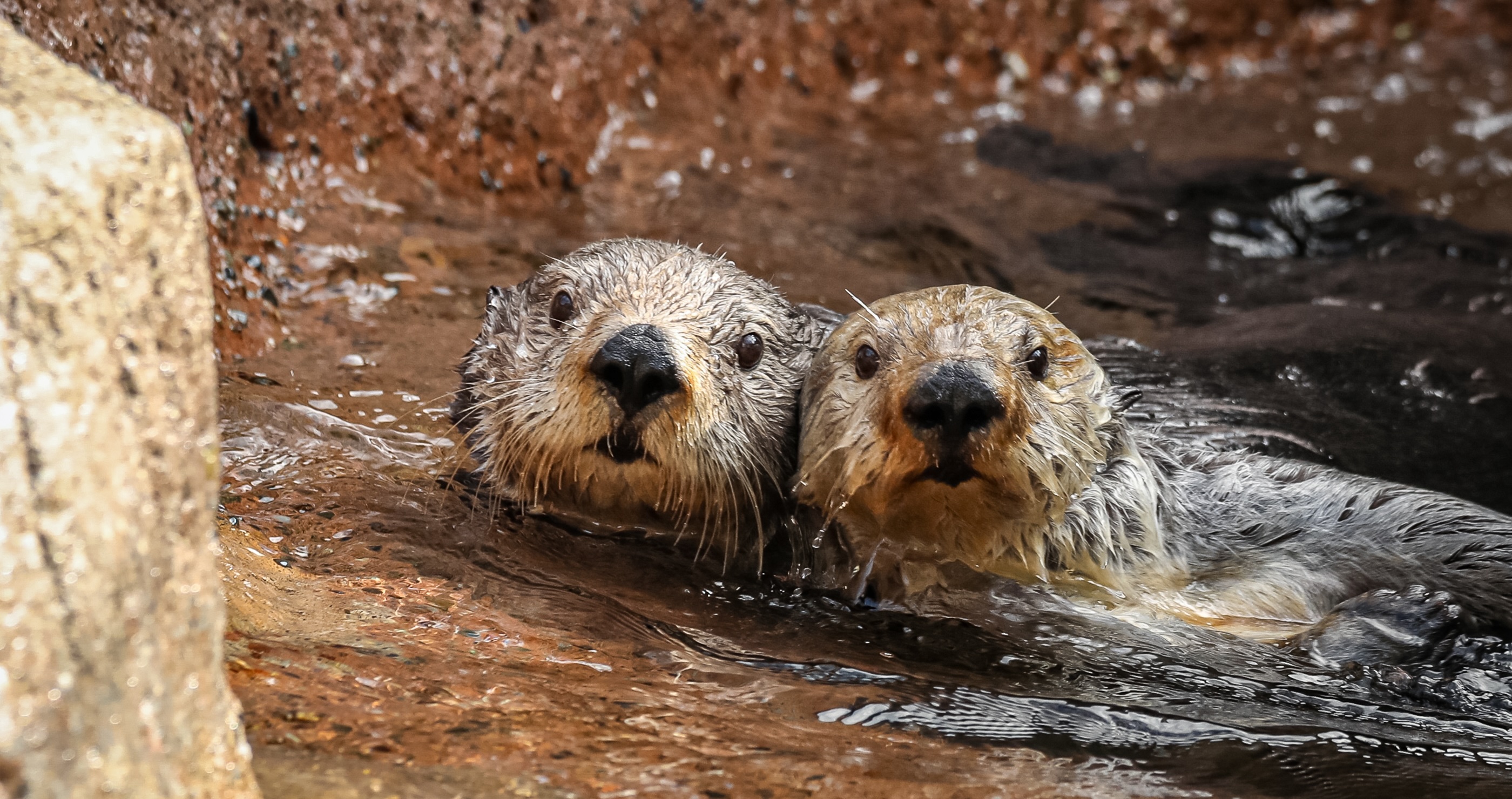 Rescue Otters Become Surrogate Moms In Beautiful Moment