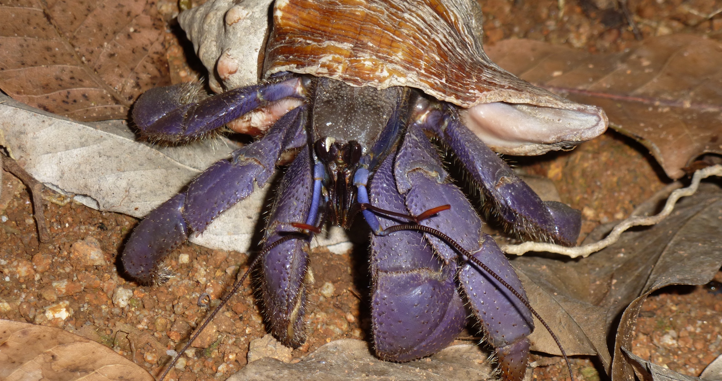 Scientists Are Shocked After They Encounter A Massive Blue Crab In India