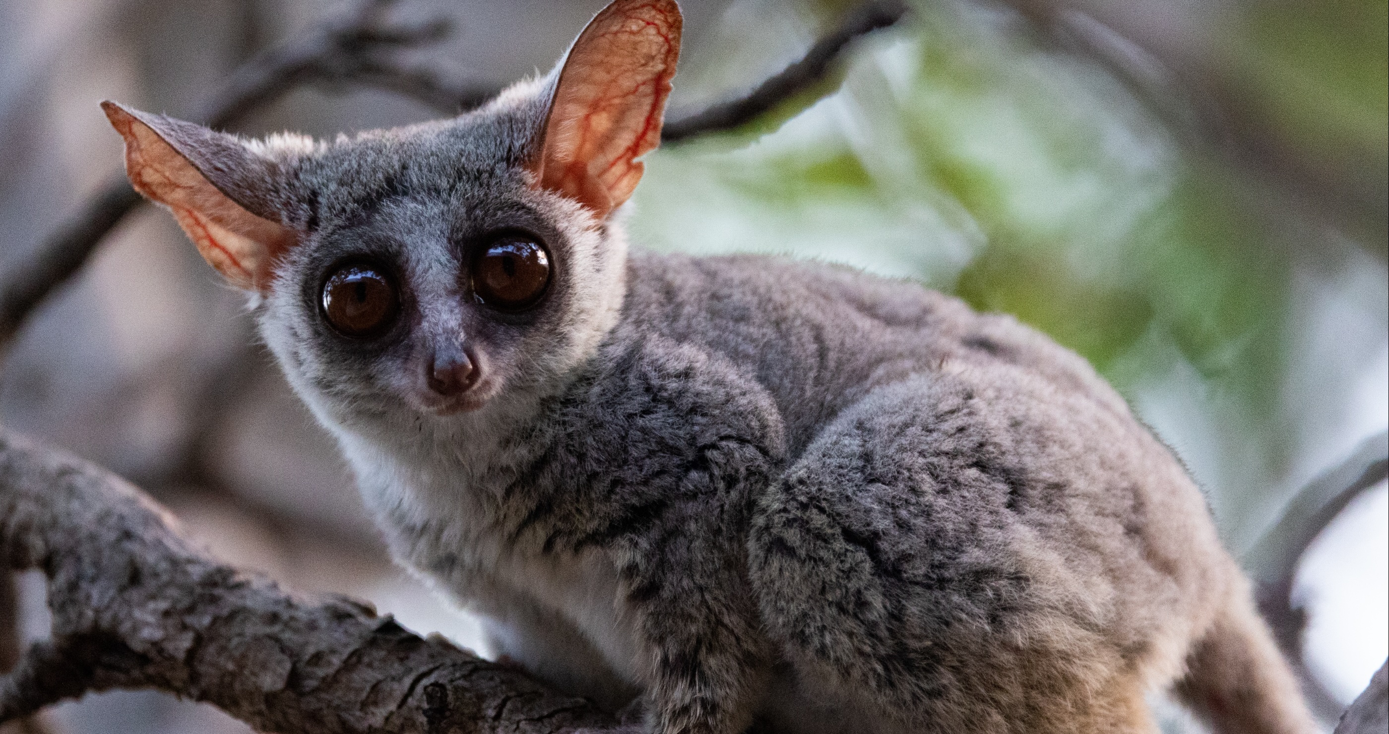 Small-eared Galago&nbsp;