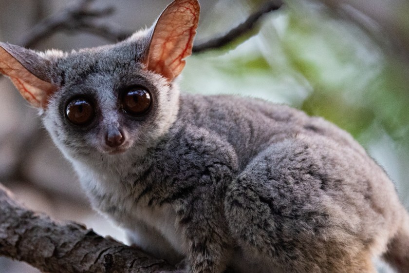 Small-eared Galago