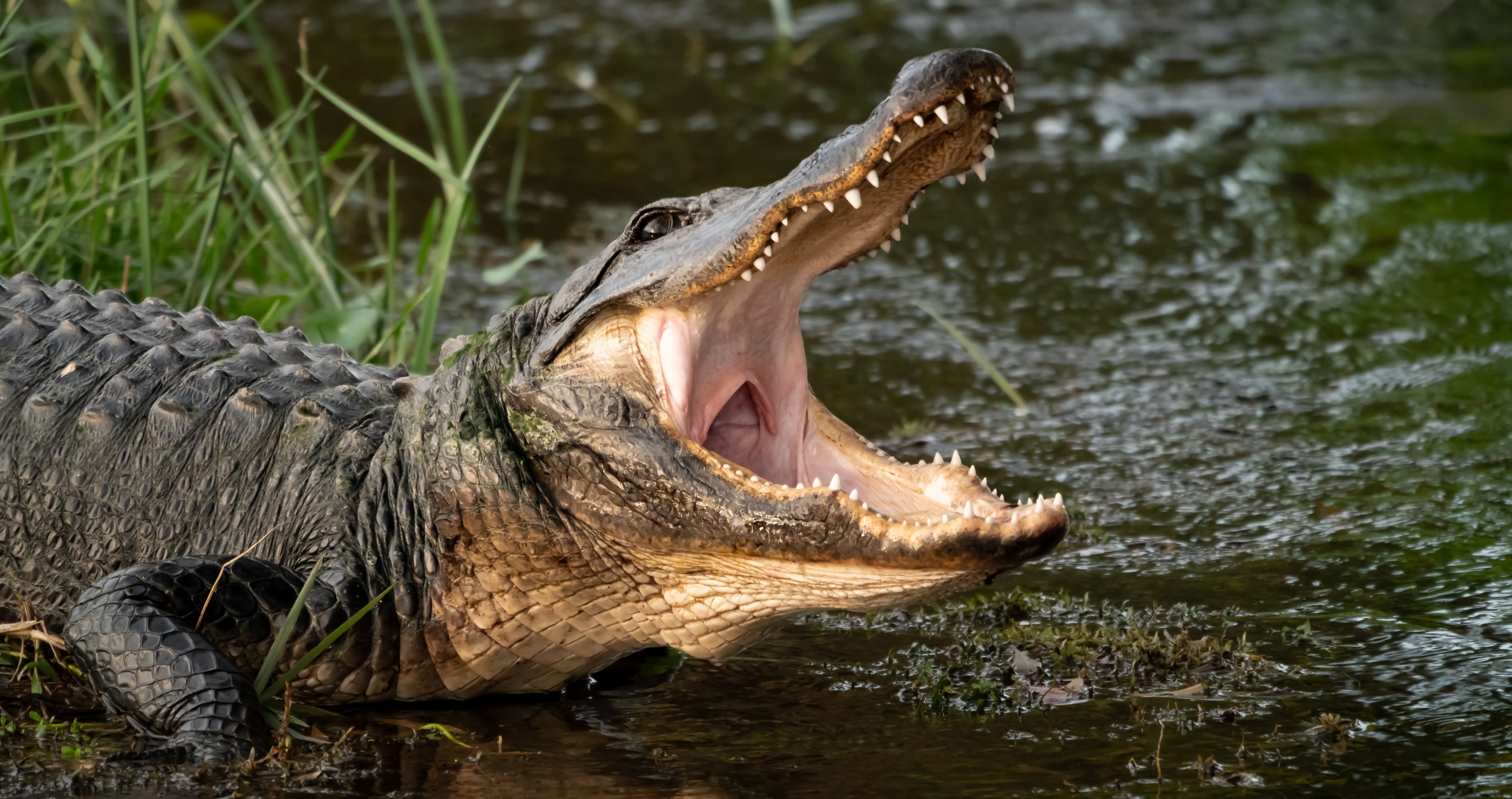String Of Attacks Make It Seem Like Wildlife Has It Out For Floridians&nbsp;