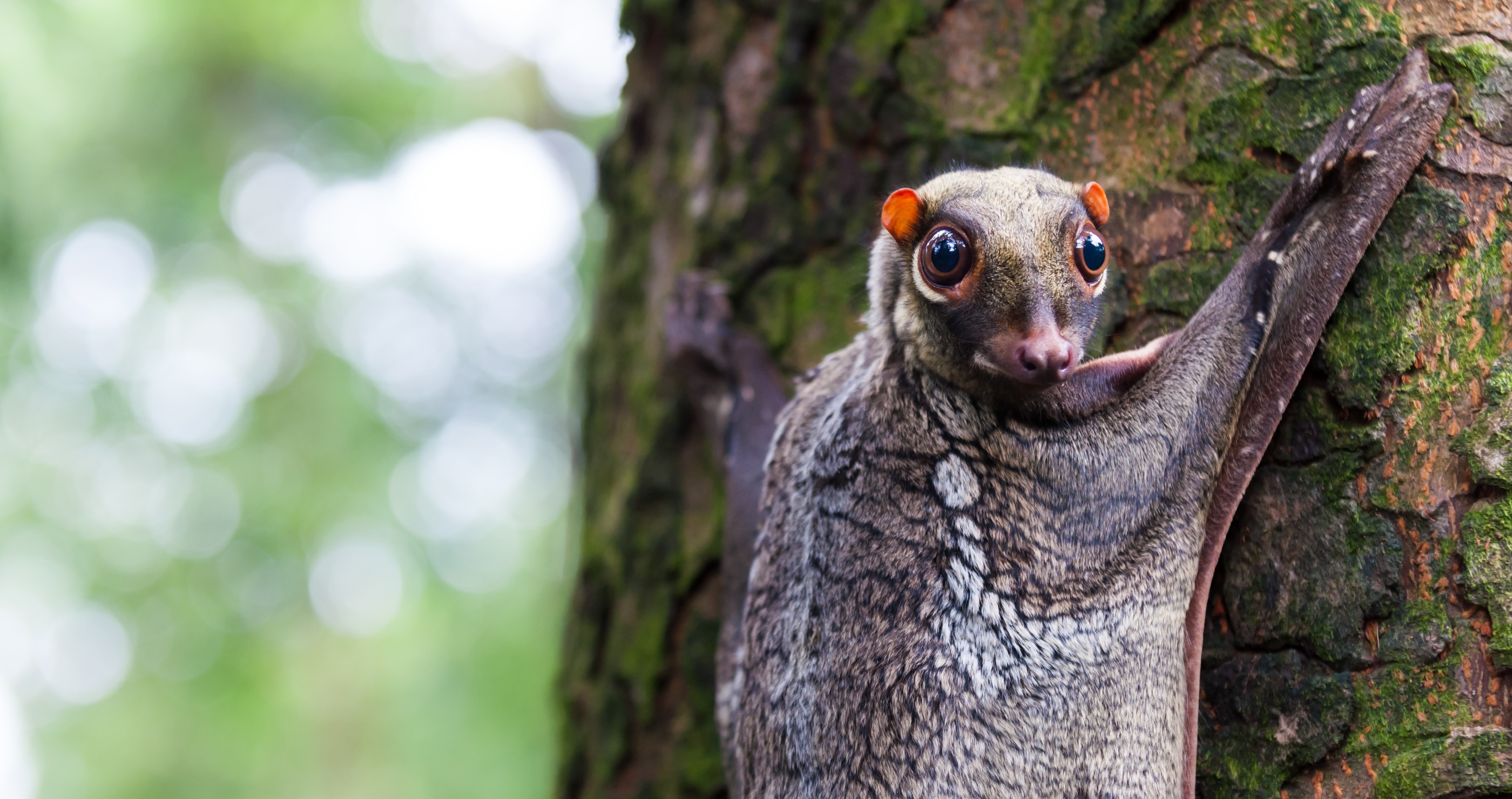 Sunda Colugo
