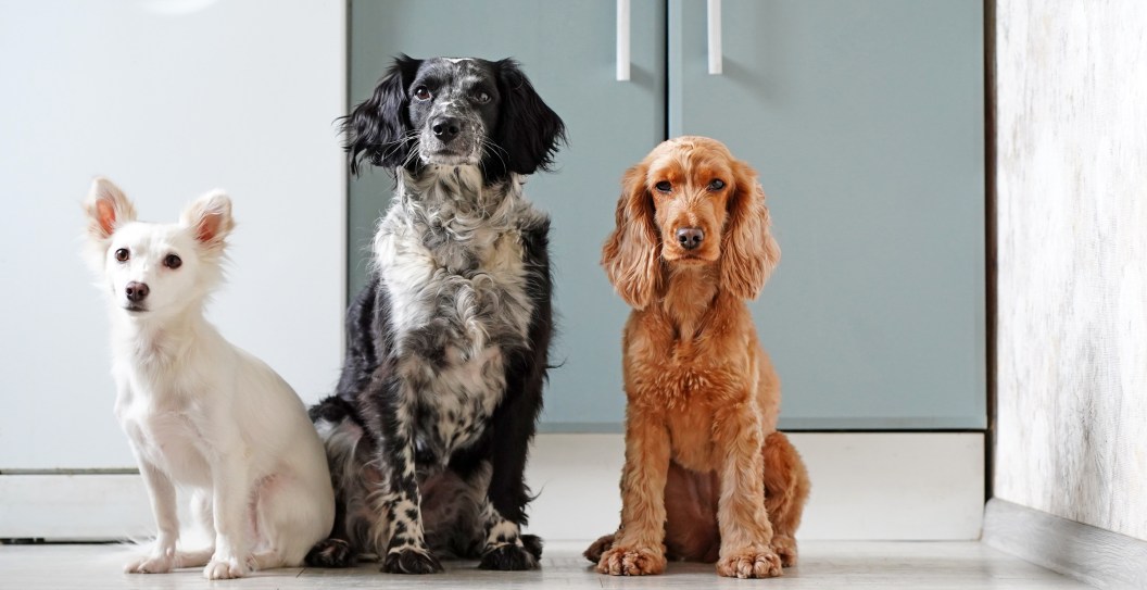 TV Actor Saves 67 Dogs From Dying At Cruel Dog Meat Farm