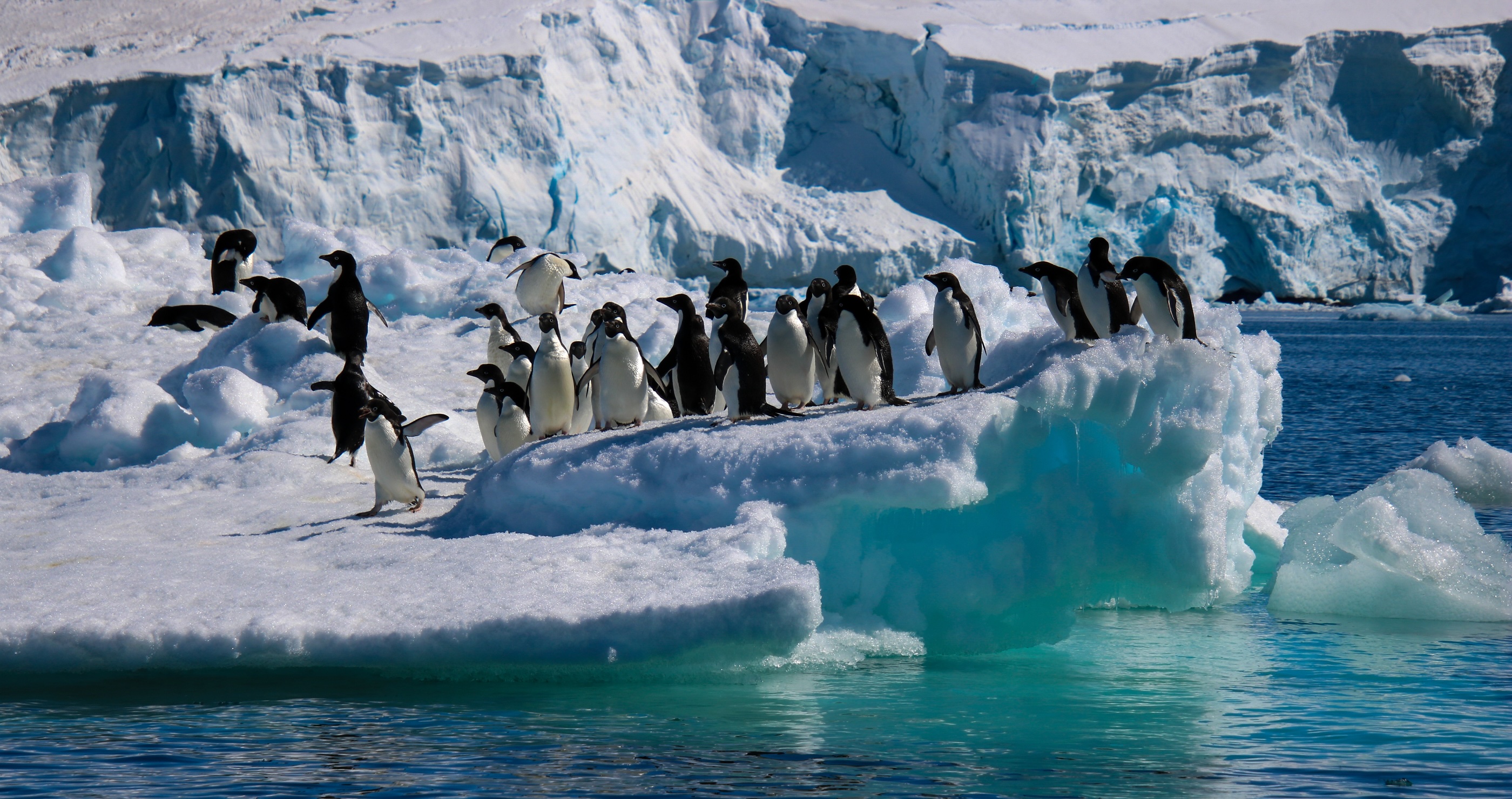 The World's Largest Iceberg Is Breaking- What That Means For Wildlife&nbsp;