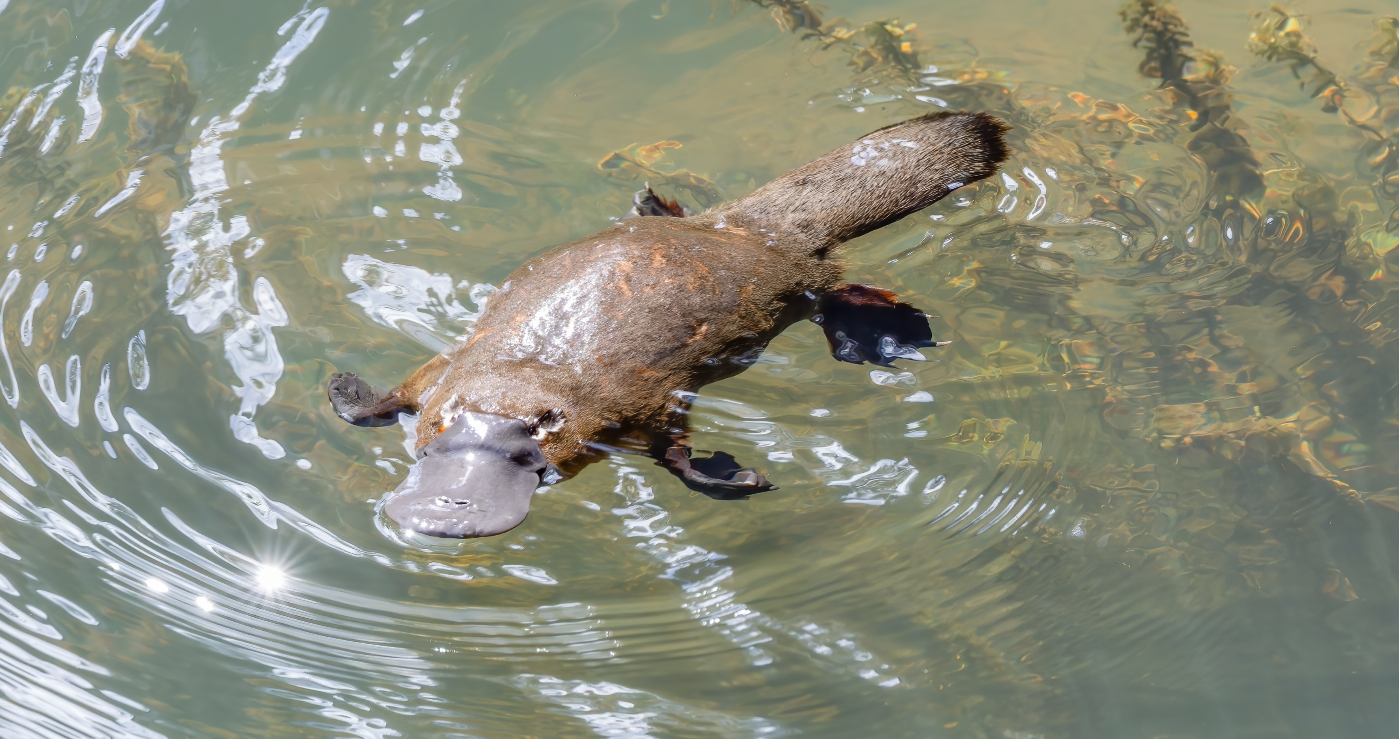 Things About Platypuses I Bet You Didn't Know