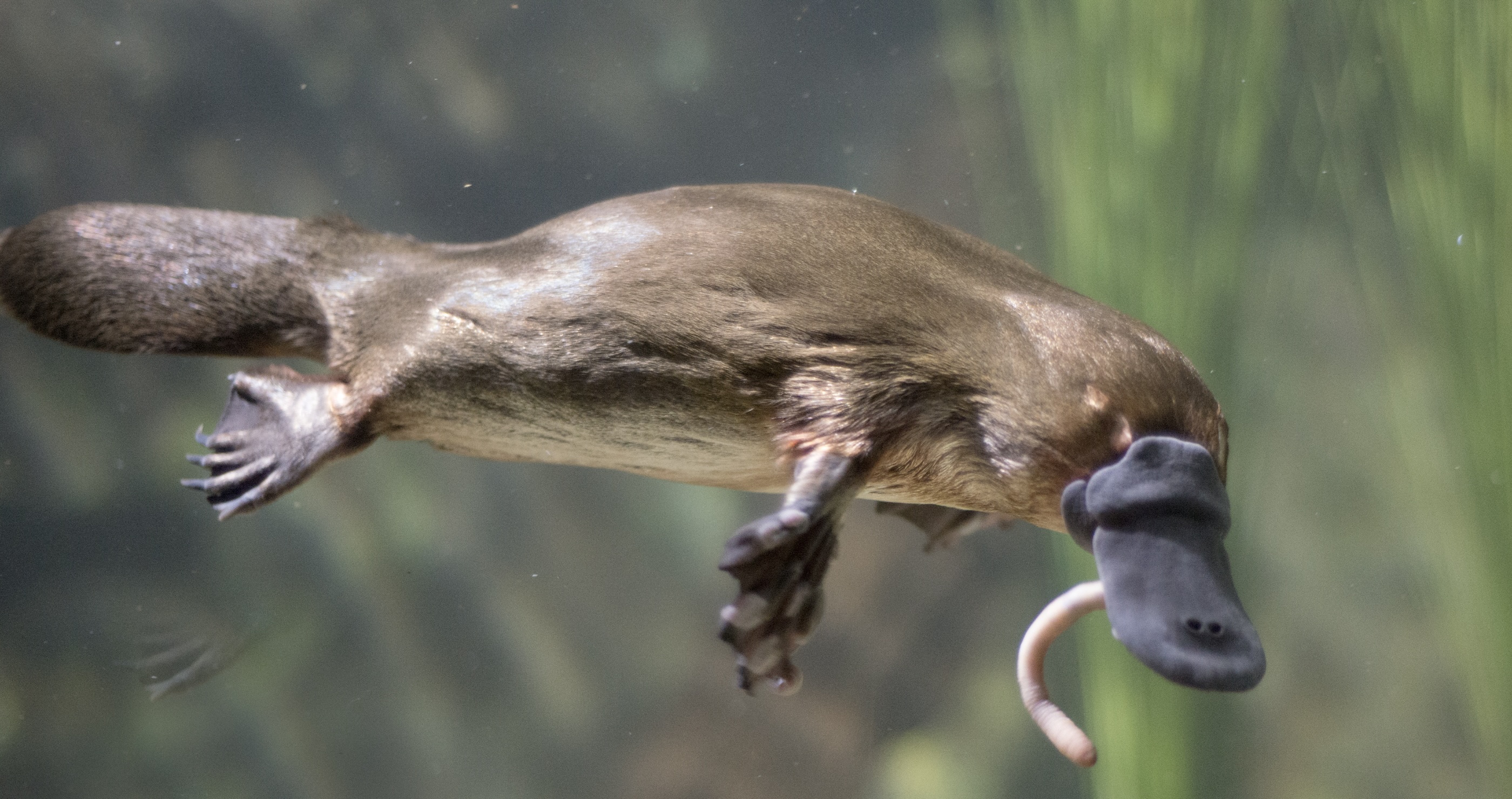 Things About Platypuses I Bet You Didn't Know