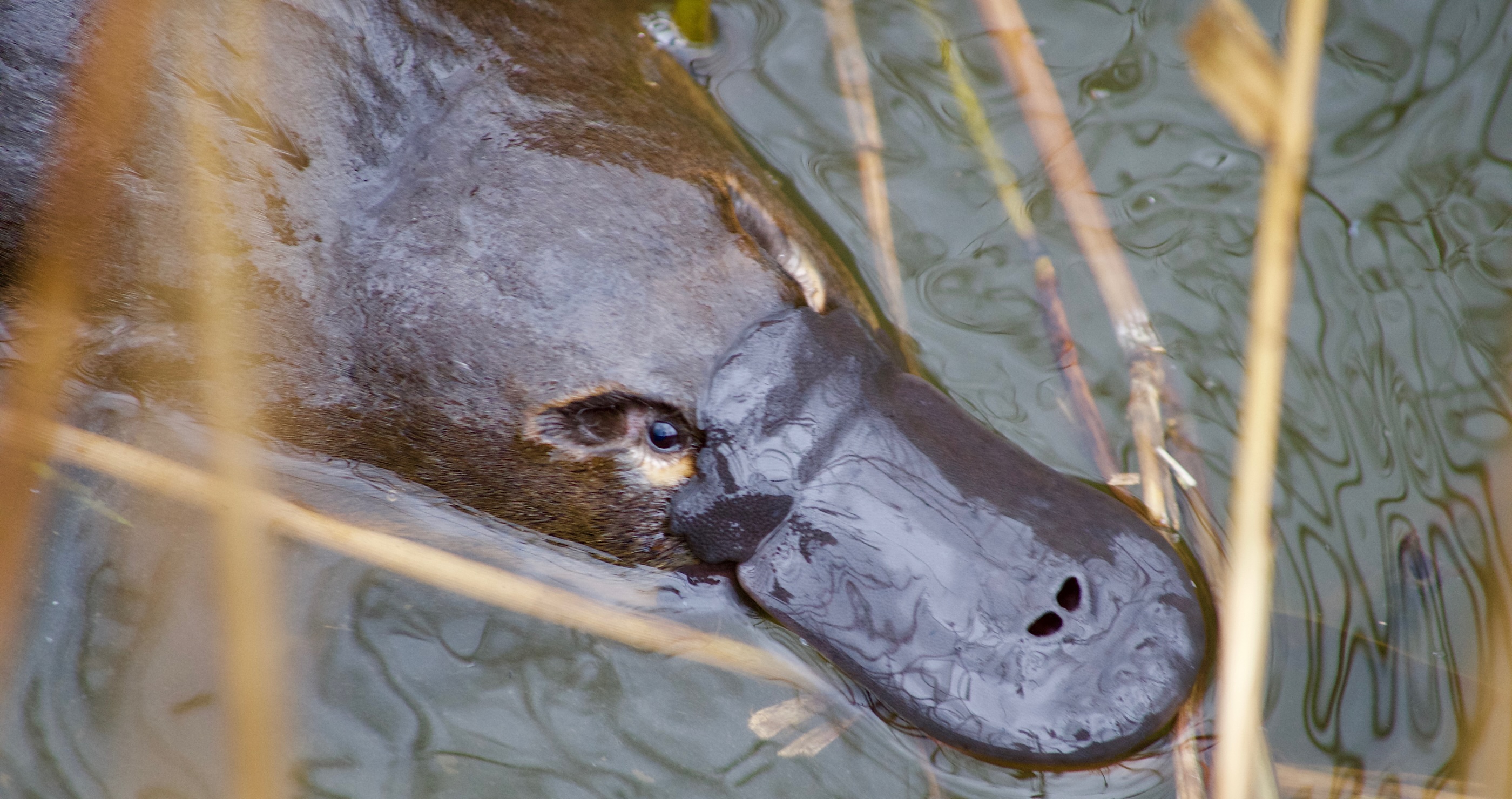 Things About Platypuses I Bet You Didn't Know