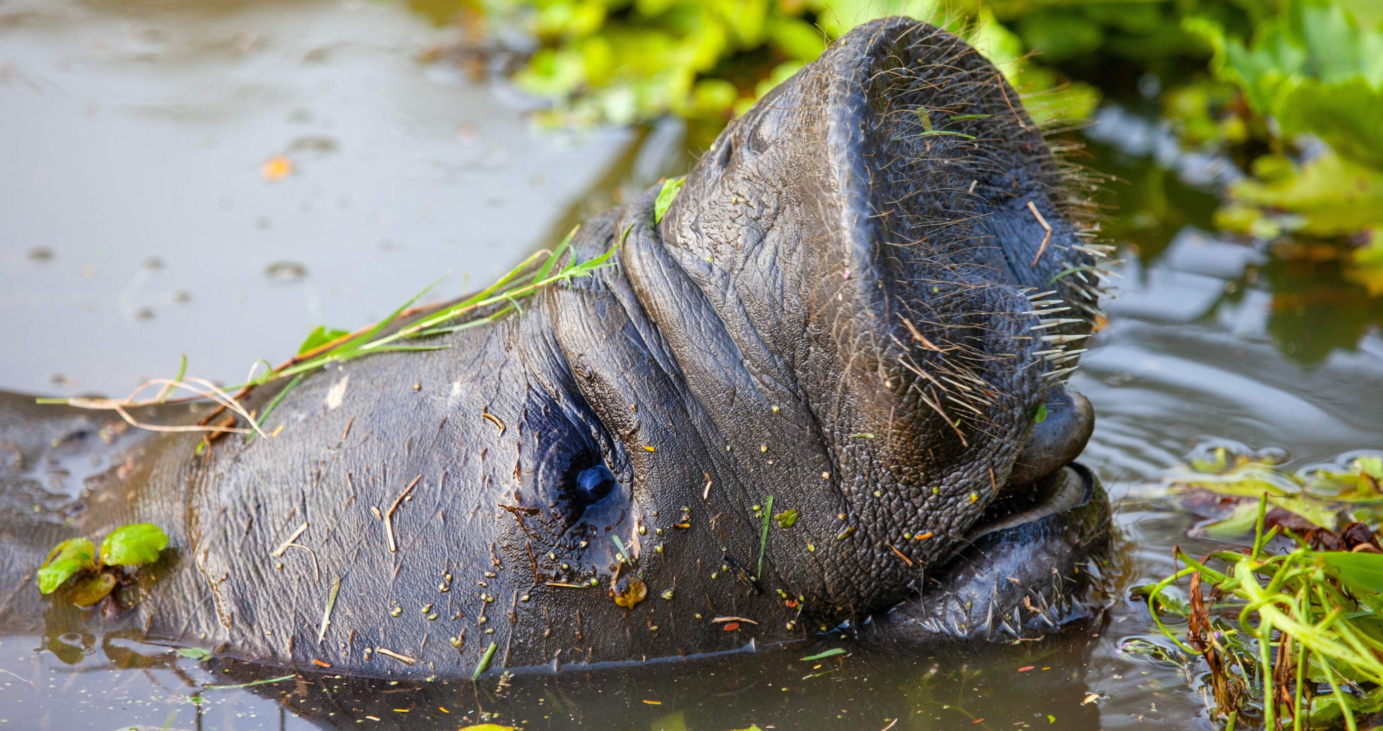 West Indian Manatee&nbsp;