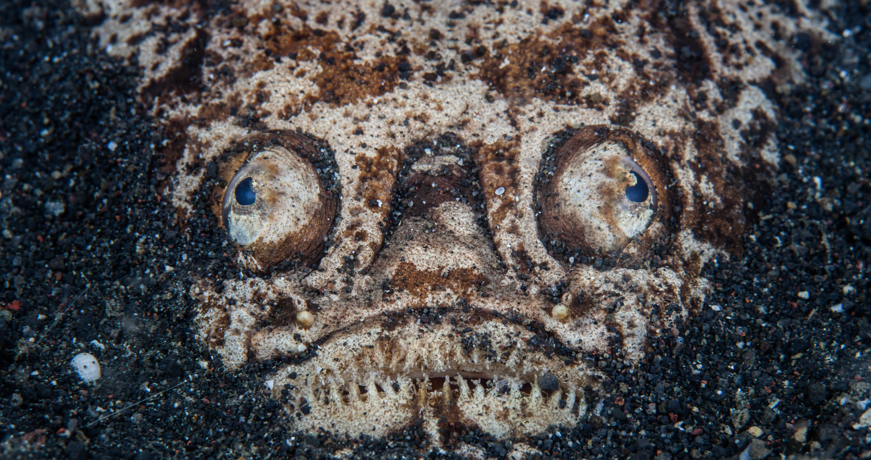 Whitemargin Stargazer