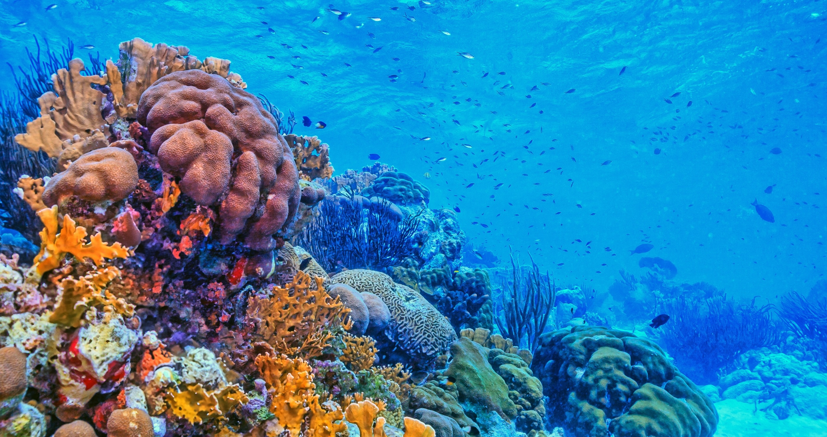 Why You Need To Invest In Reef-Friendly Sunscreen