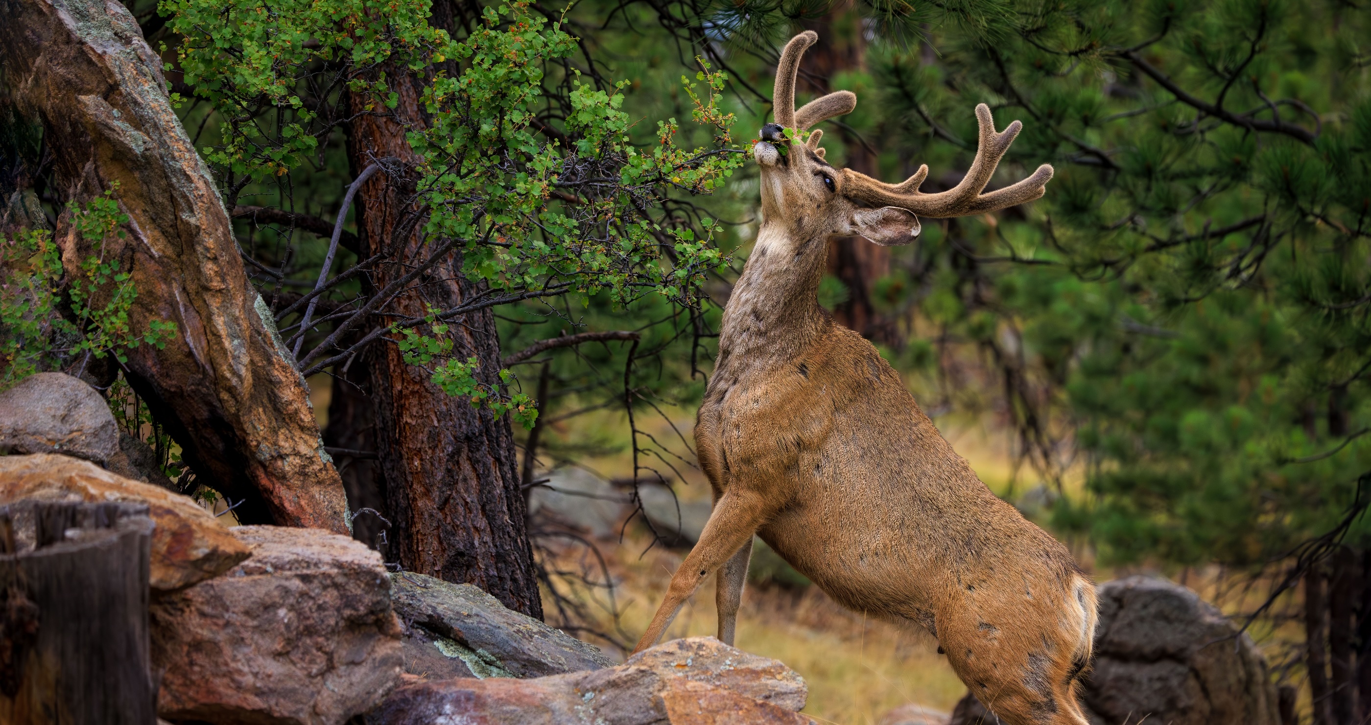Wild Life Crossing In Dubois to save mule deer